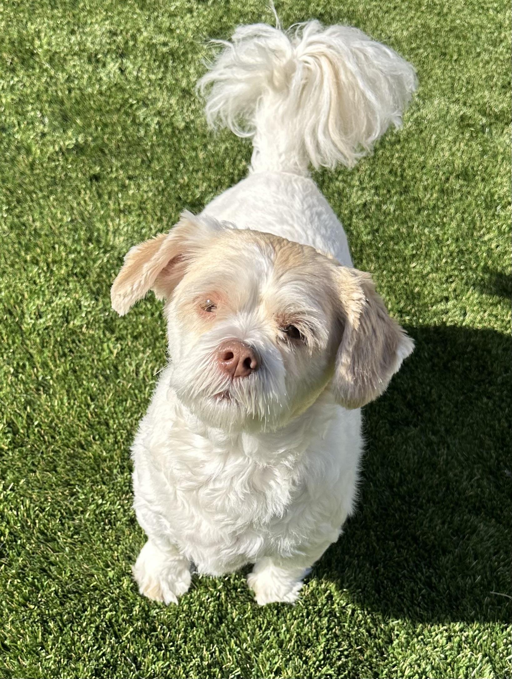 Kali, an adopted Lhasa Apso in Fremont, CA image 3/4
