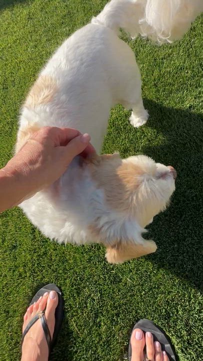 Enlarge Kali, an adopted Lhasa Apso in Fremont, CA video 4/4