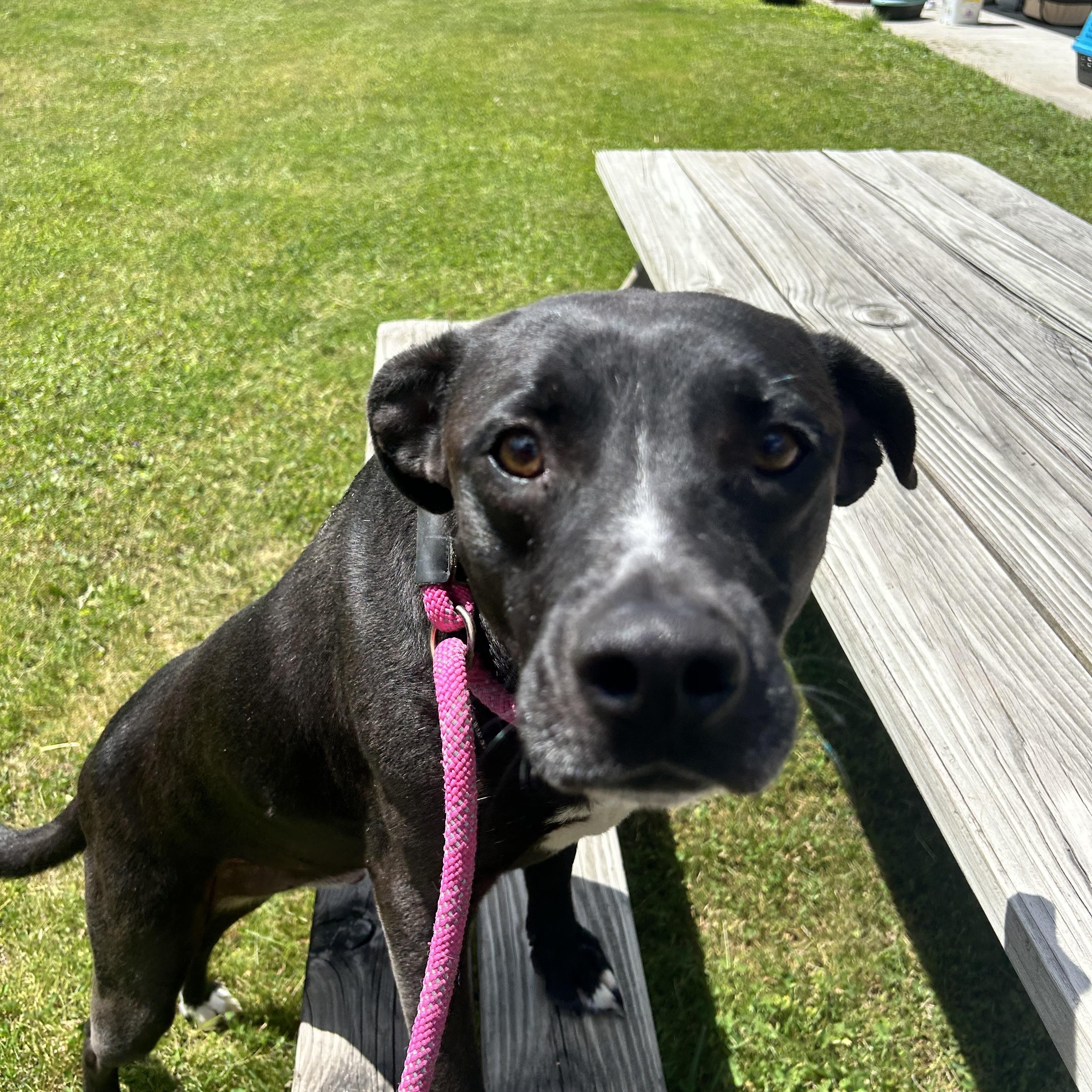 Virgil, a ADOPTABLE mixed breed in Howes Cave, NY image 2/4