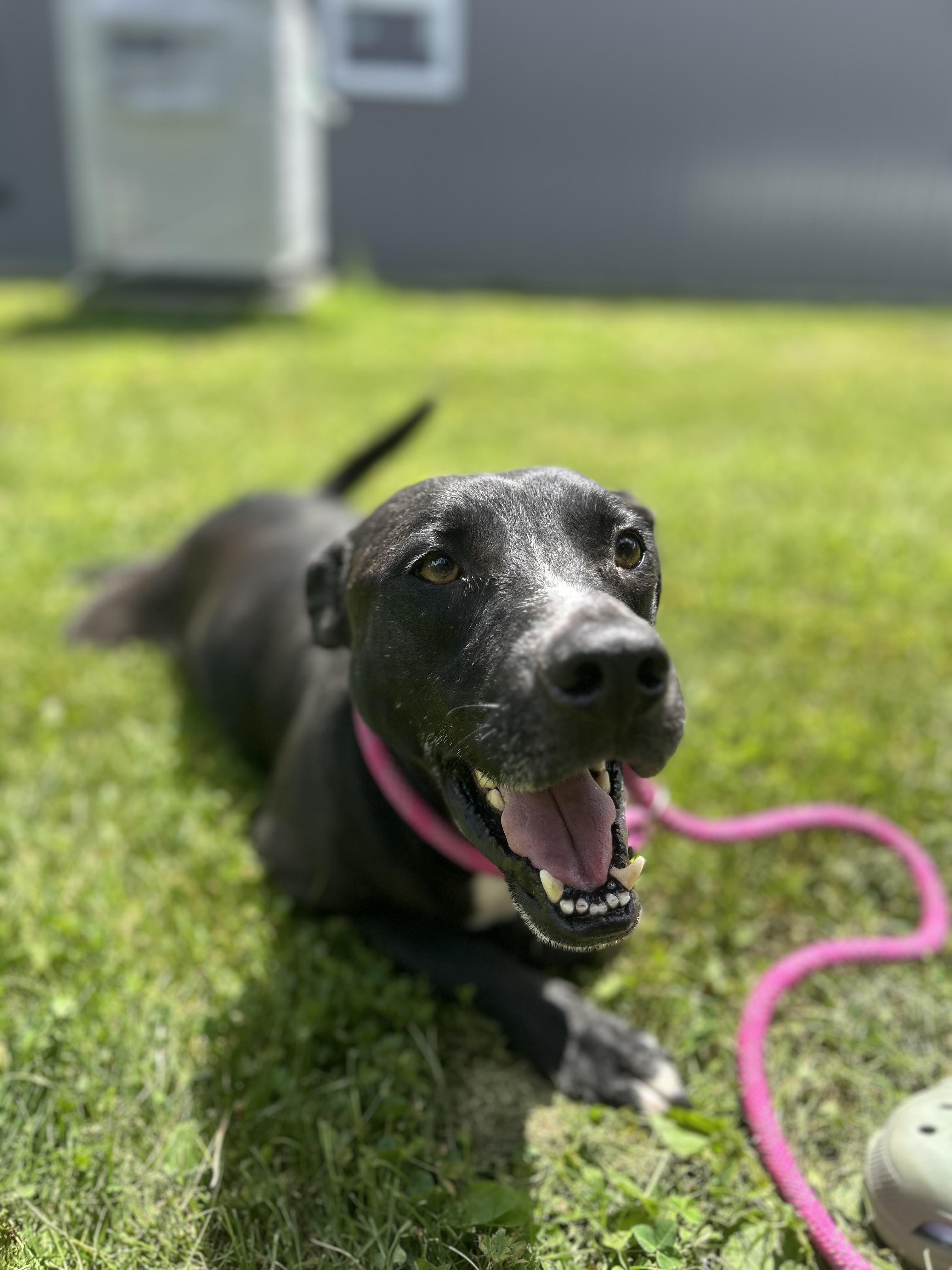 Virgil, ADOPTABLE, Adult Male Labrador Retriever & Border Collie.