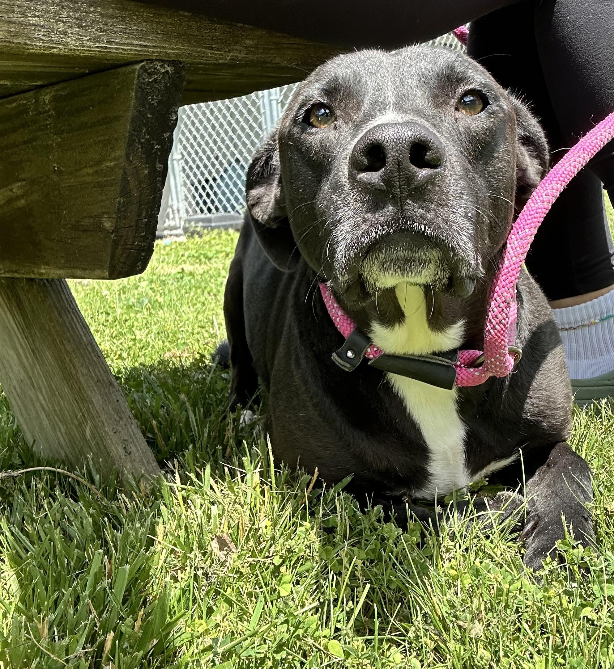 Virgil, a ADOPTABLE mixed breed in Howes Cave, NY image 4/4