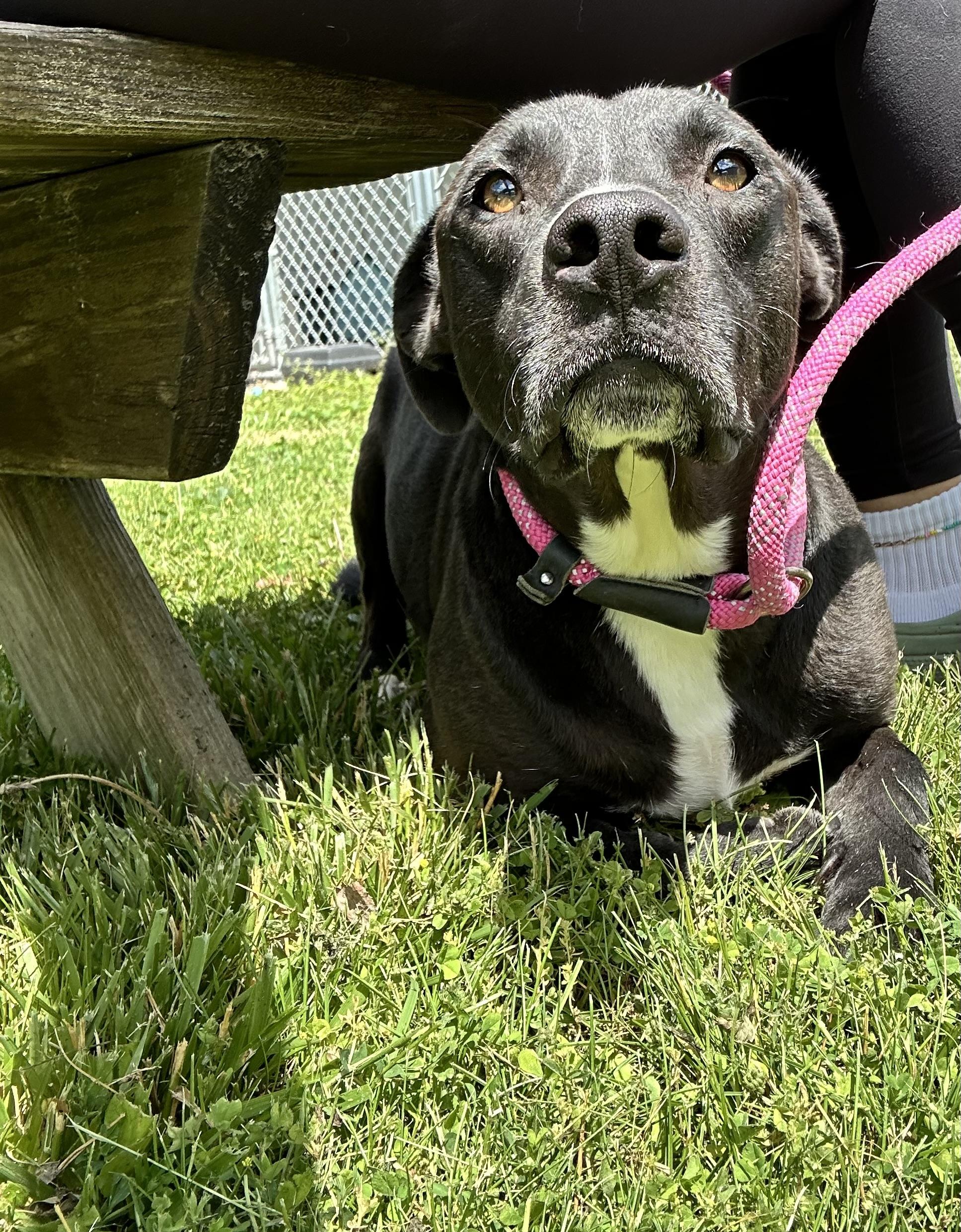 Virgil, a ADOPTABLE mixed breed in Howes Cave, NY image 3/4