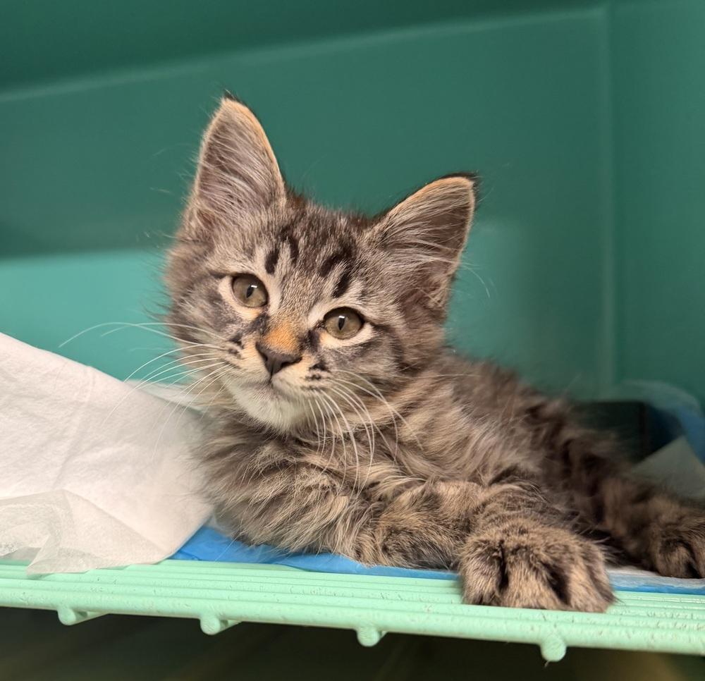 **Cat Cafe** Dream Song 29, Adoptable, Kitten Male Domestic Medium Hair.