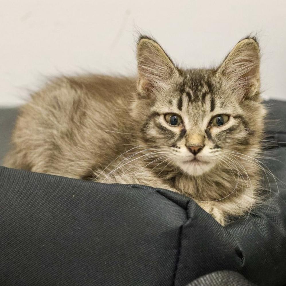 Enlarge **Cat Cafe** Dream Song 29, a Adoptable Domestic Medium Hair in Topeka, KS image 2/2