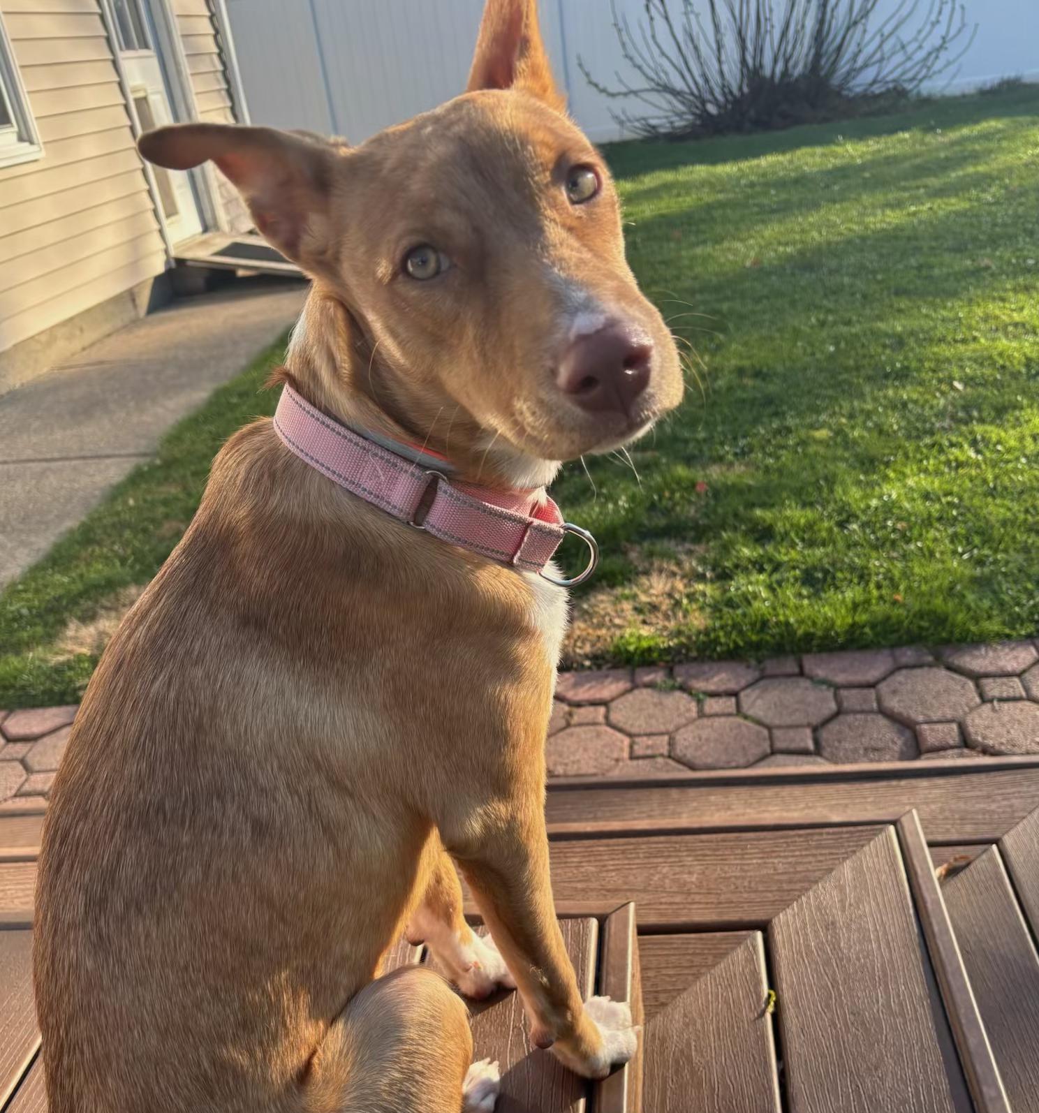 Enlarge Poppy, an adopted Mixed Breed in Central Islip, NY image 1/6