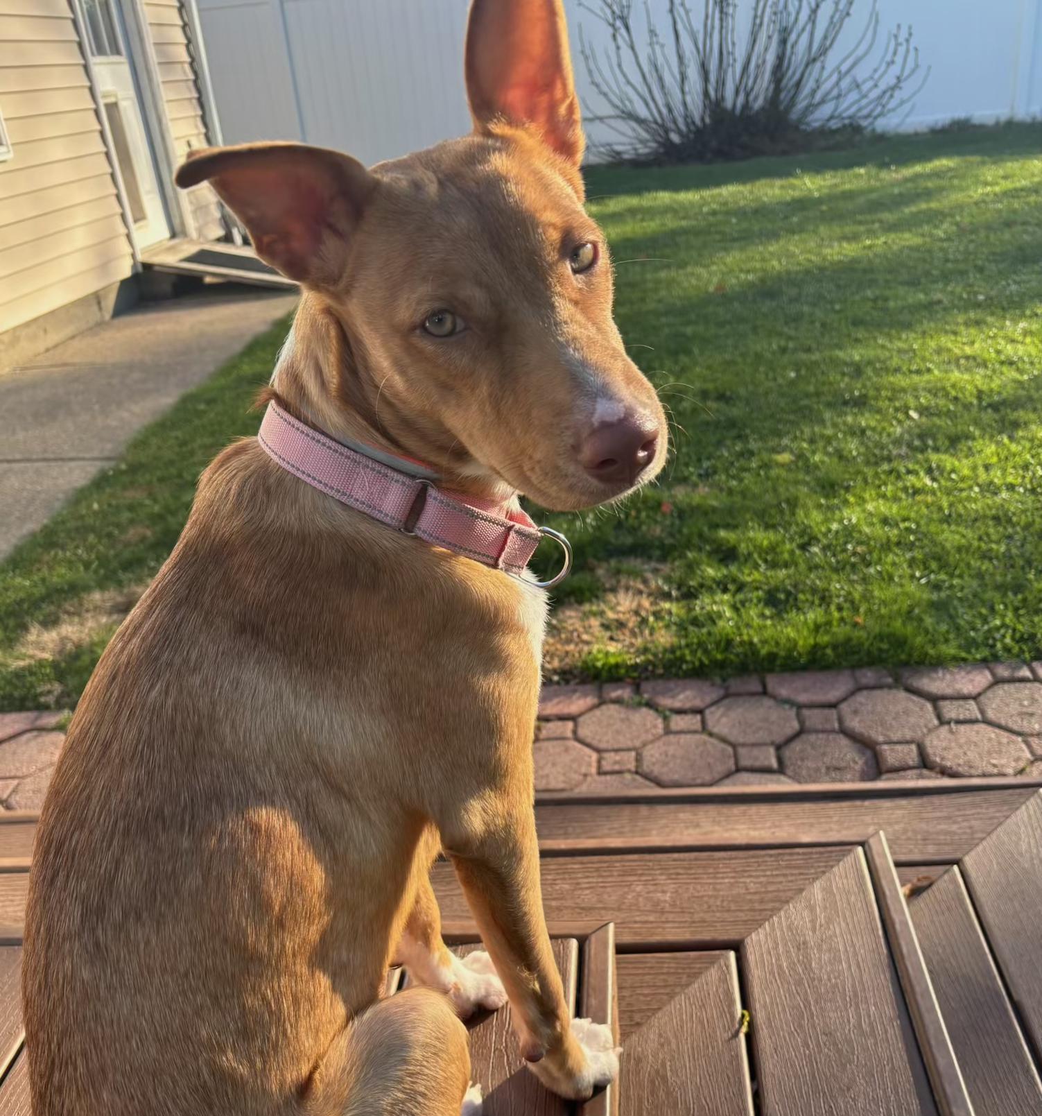 Enlarge Poppy, an adopted Mixed Breed in Central Islip, NY image 2/6