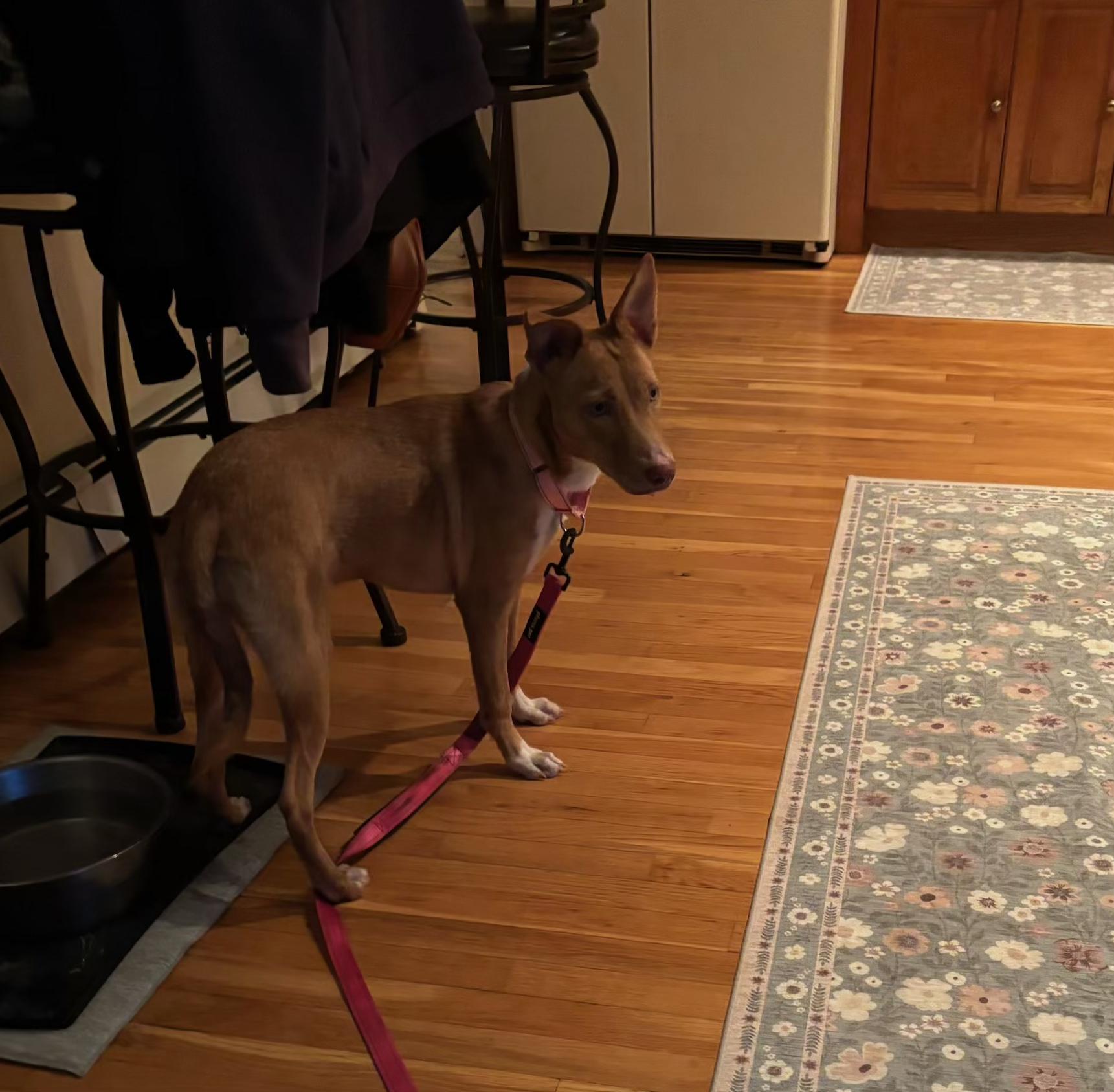 Enlarge Poppy, an adopted Mixed Breed in Central Islip, NY image 6/6