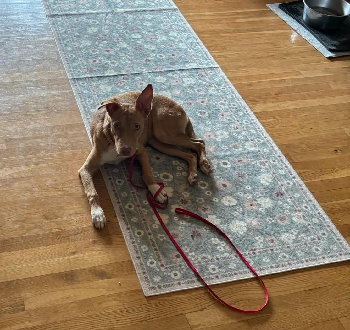 Enlarge Poppy, an adopted Mixed Breed in Central Islip, NY image 3/6