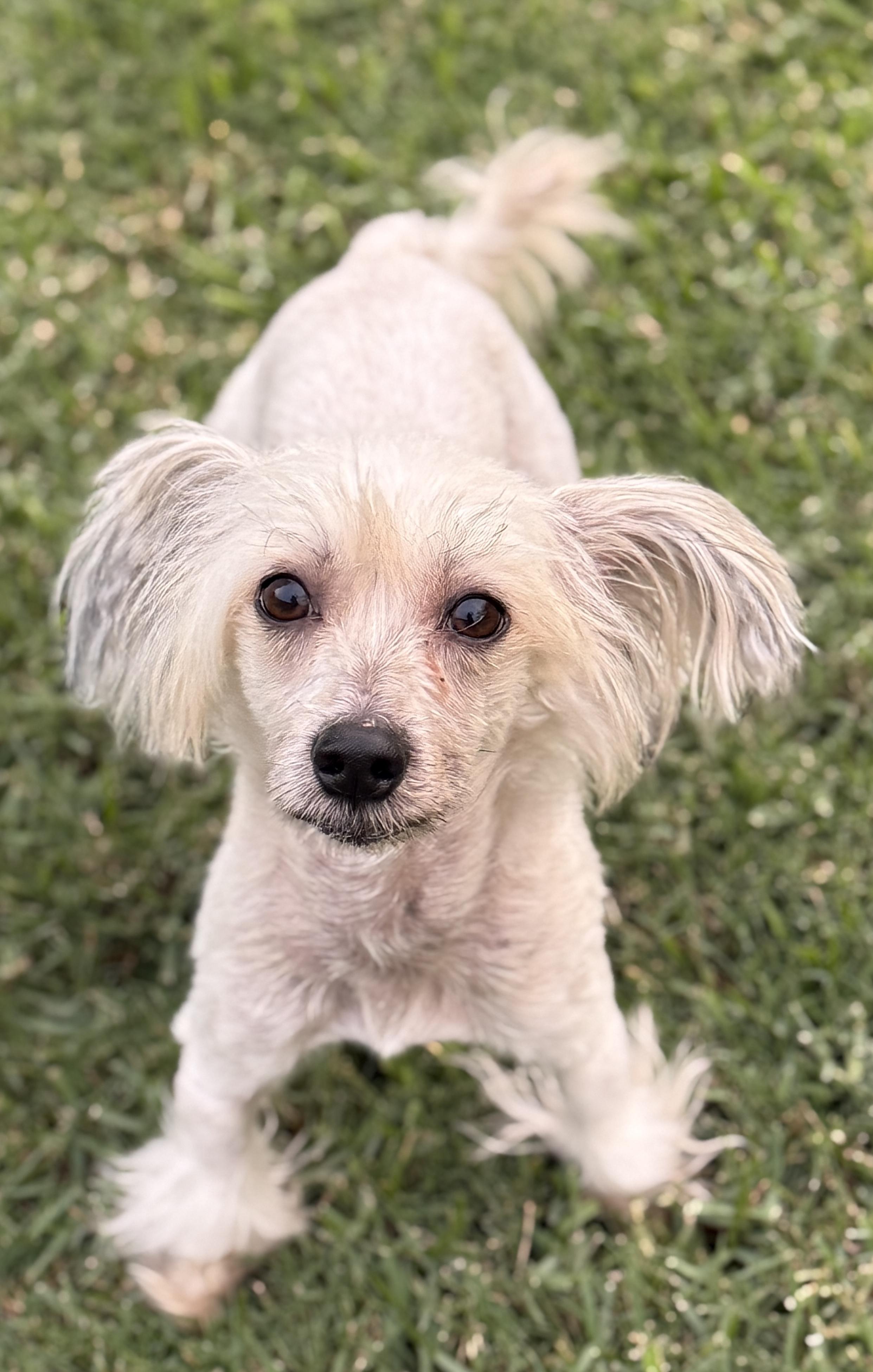 Enlarge Benny, an adopted Chinese Crested Dog in Houston, TX image 3/6