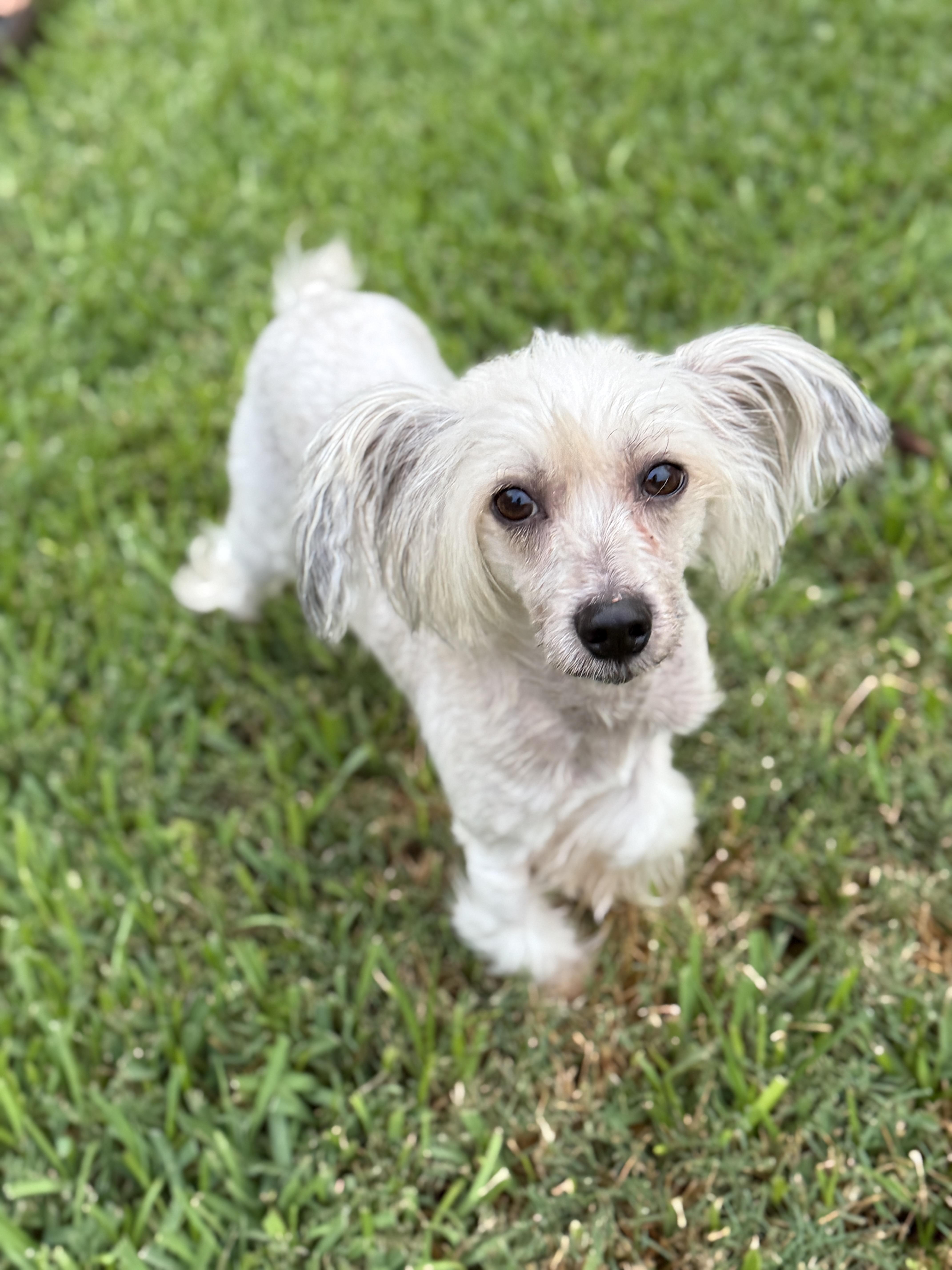 Enlarge Benny, an adopted Chinese Crested Dog in Houston, TX image 4/6