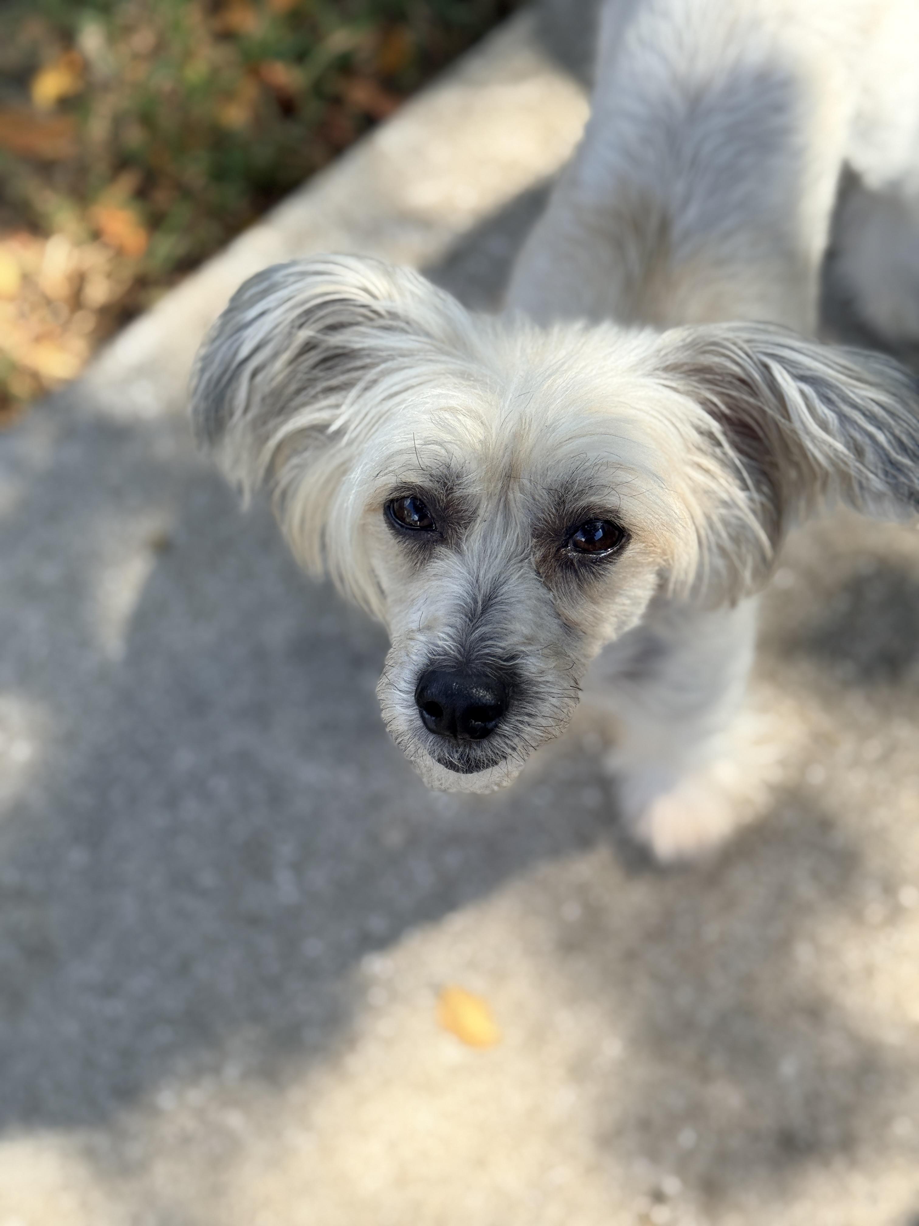 Enlarge Benny, an adopted Chinese Crested Dog in Houston, TX image 2/6