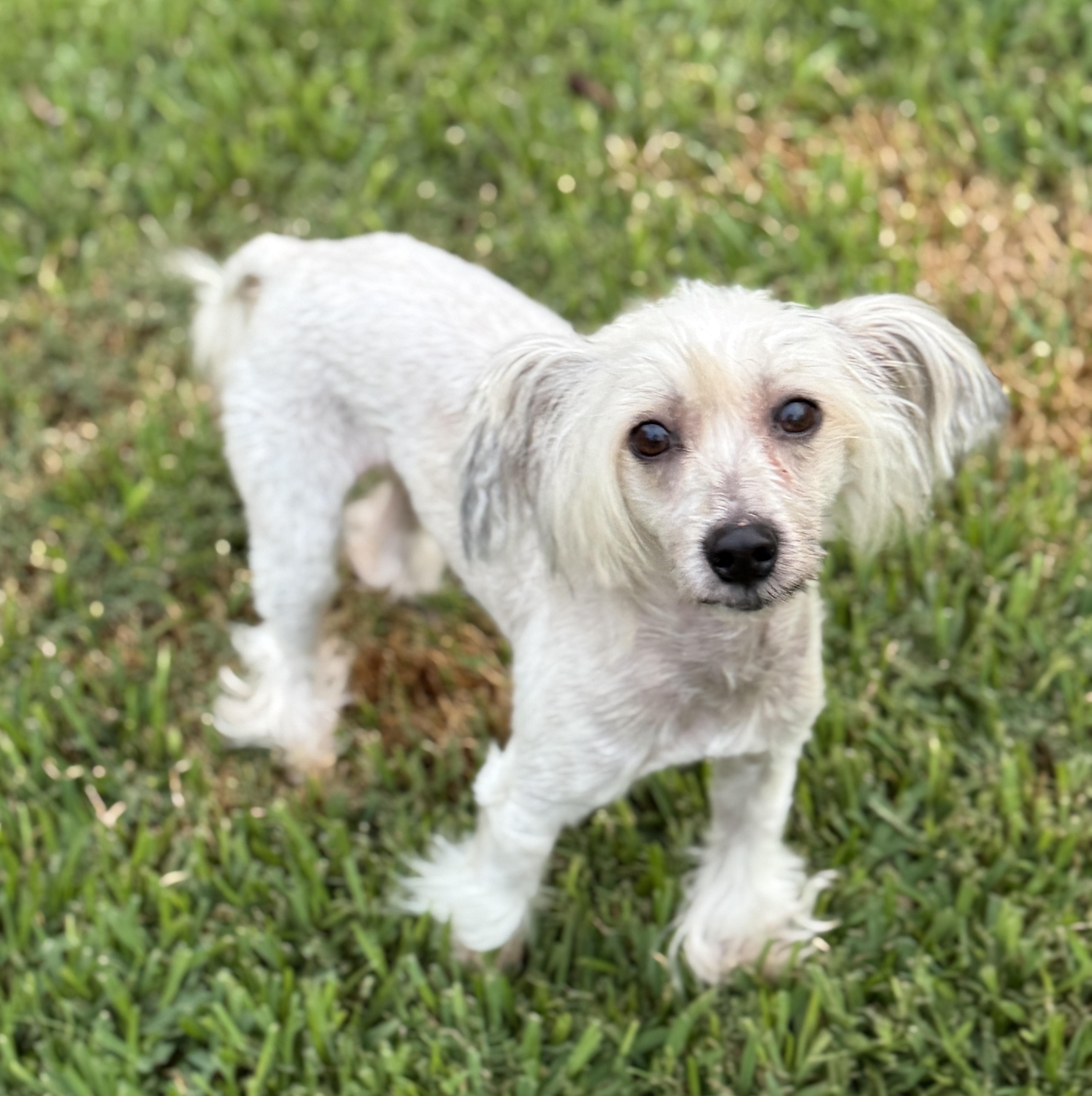 Enlarge Benny, an adopted Chinese Crested Dog in Houston, TX image 5/6