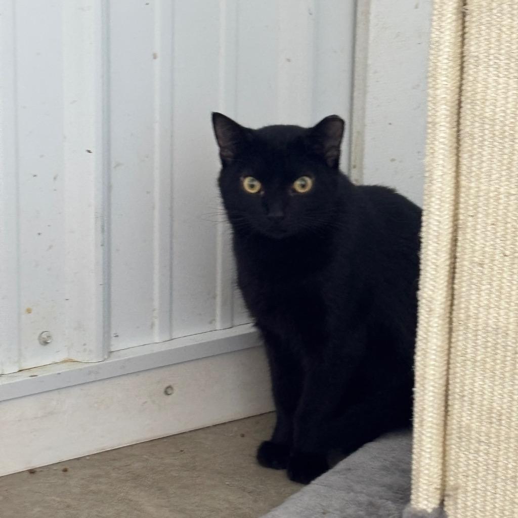Dew, Adoptable, Young Male Domestic Short Hair.