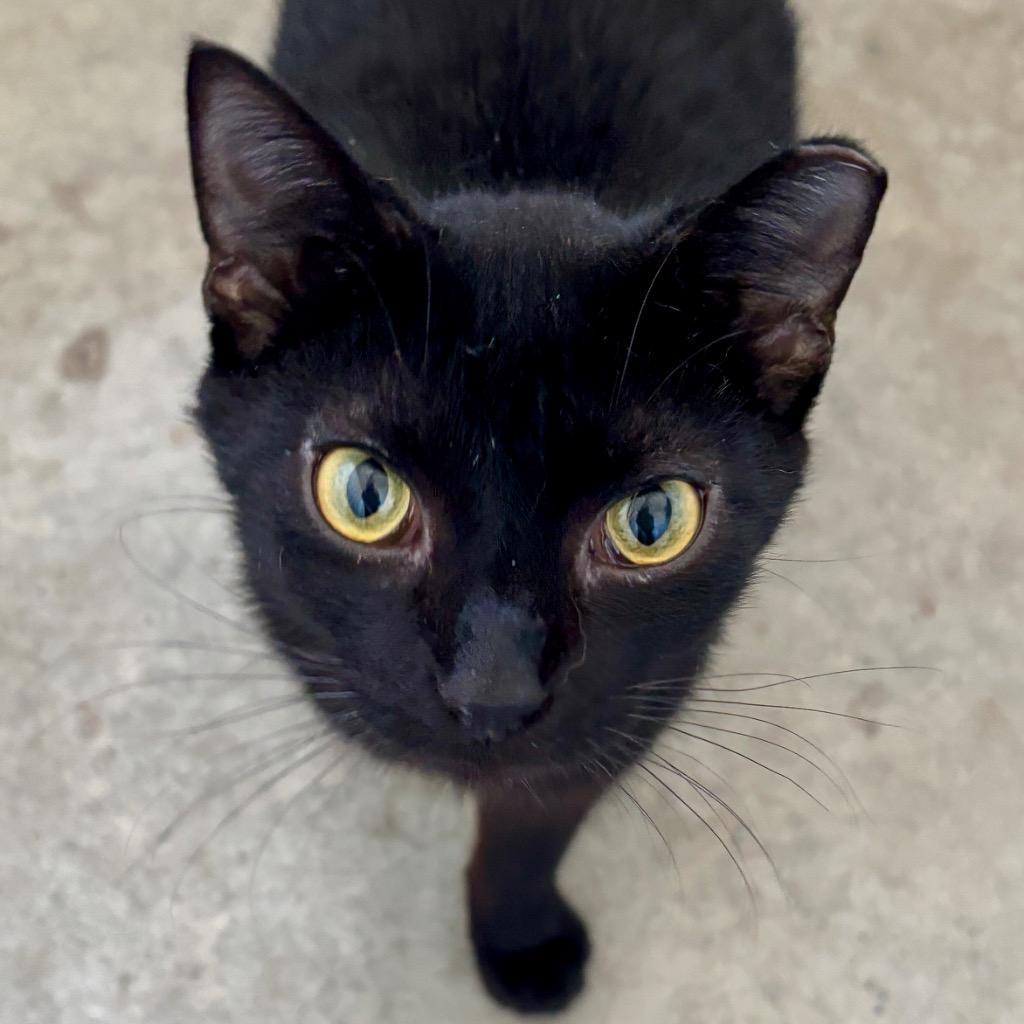 Enlarge Dew, a Adoptable mixed breed in Hartford City, IN image 2/3