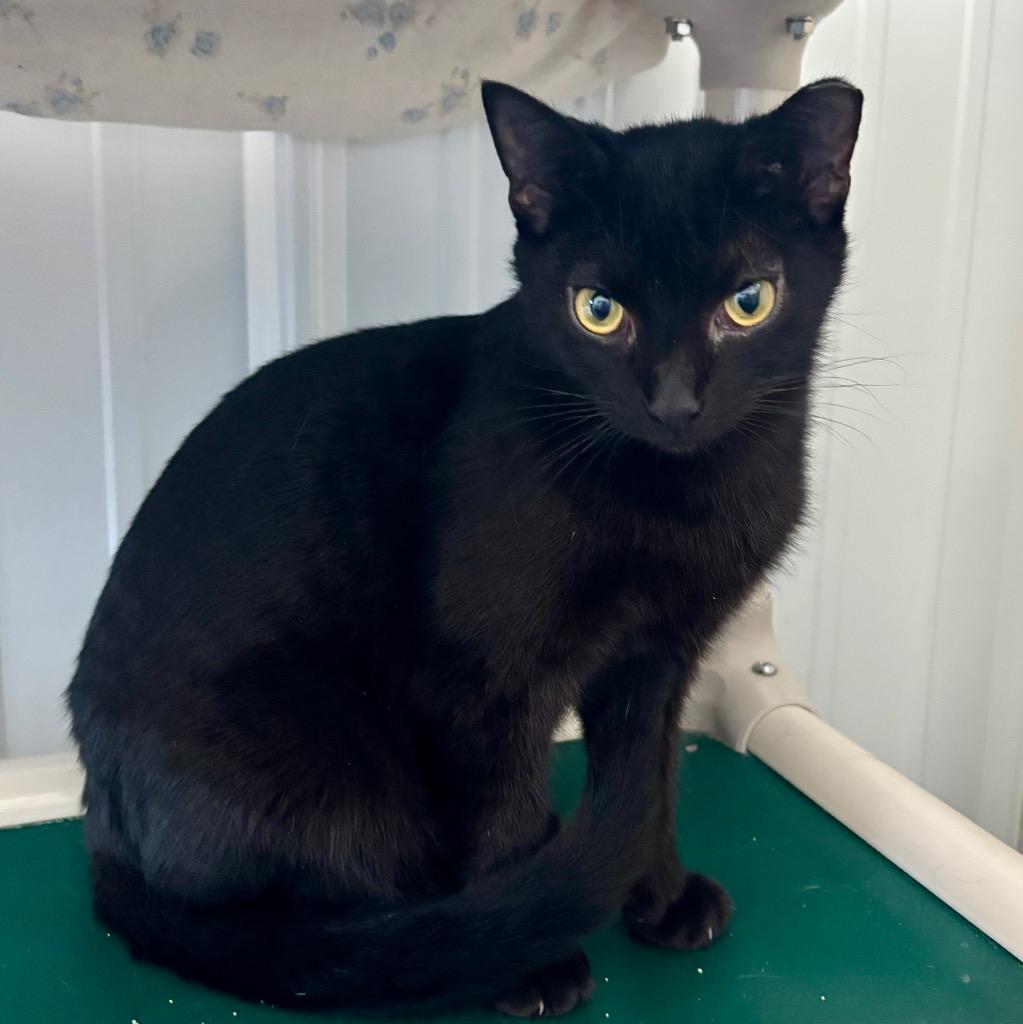 Enlarge Dew, a Adoptable mixed breed in Hartford City, IN image 3/3
