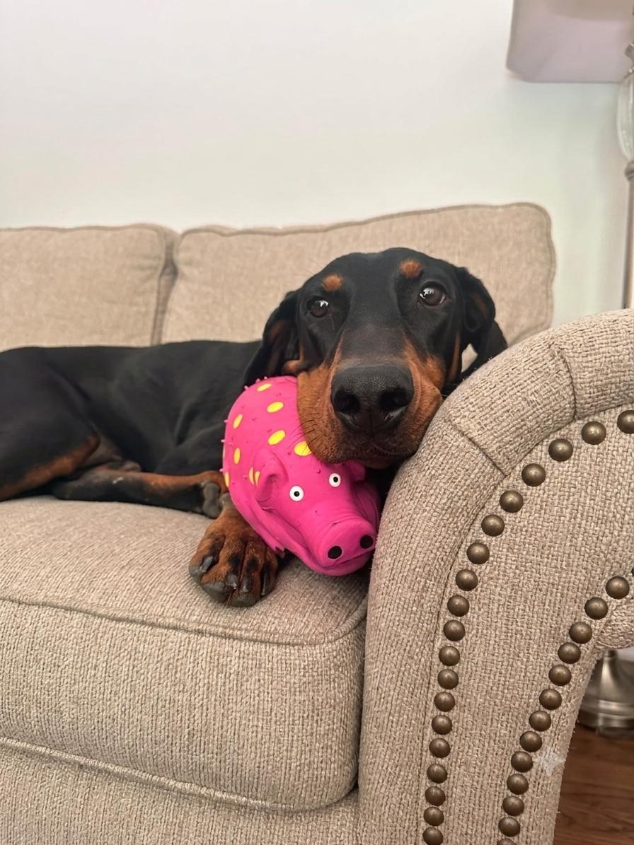 Enlarge King, a ADOPTABLE Doberman Pinscher in Louisville, KY image 3/5