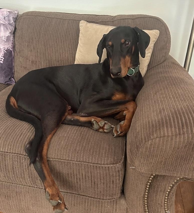 Enlarge King, a ADOPTABLE Doberman Pinscher in Louisville, KY image 2/5