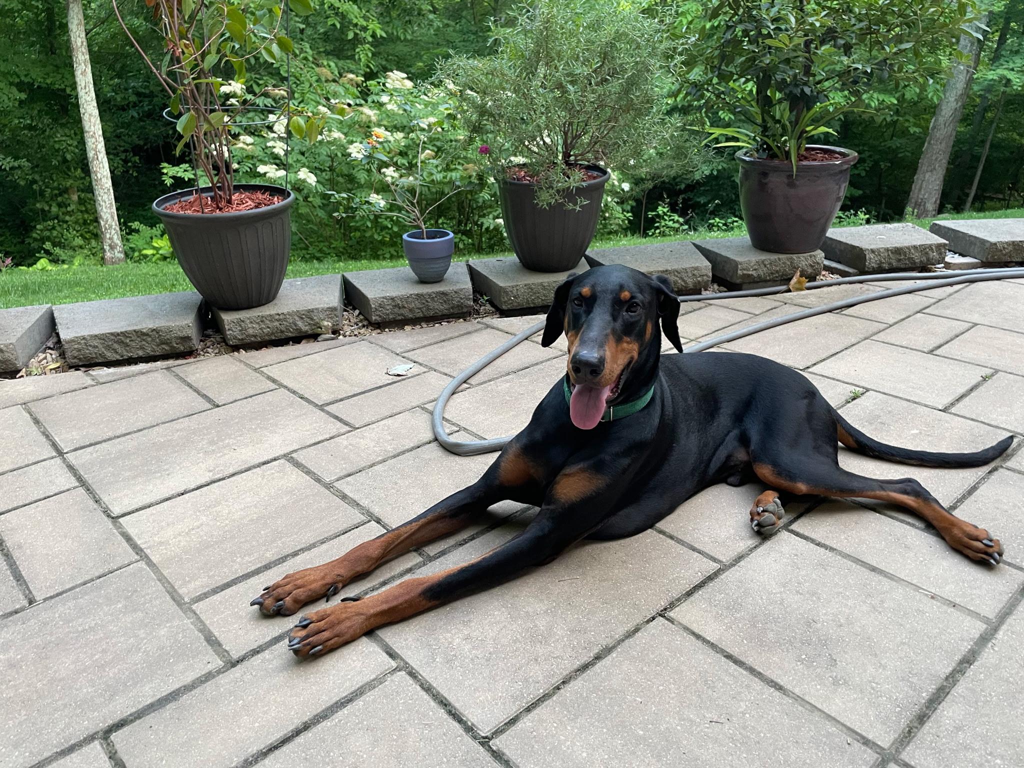 Enlarge King, a ADOPTABLE Doberman Pinscher in Louisville, KY image 4/5