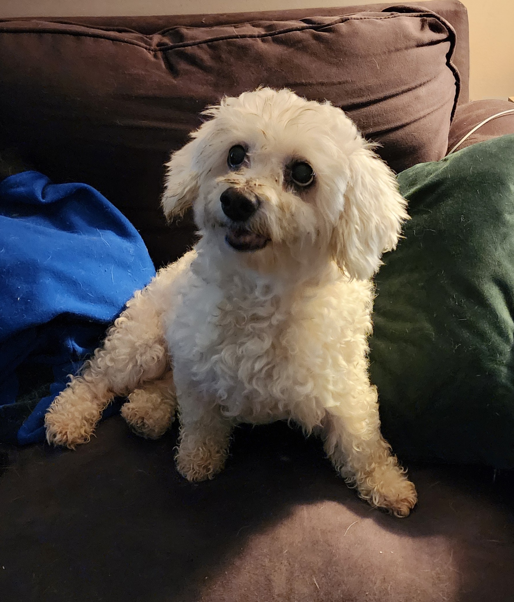 Enlarge Bertie, a Adopted Miniature Poodle in Manchester, CT image 1/3