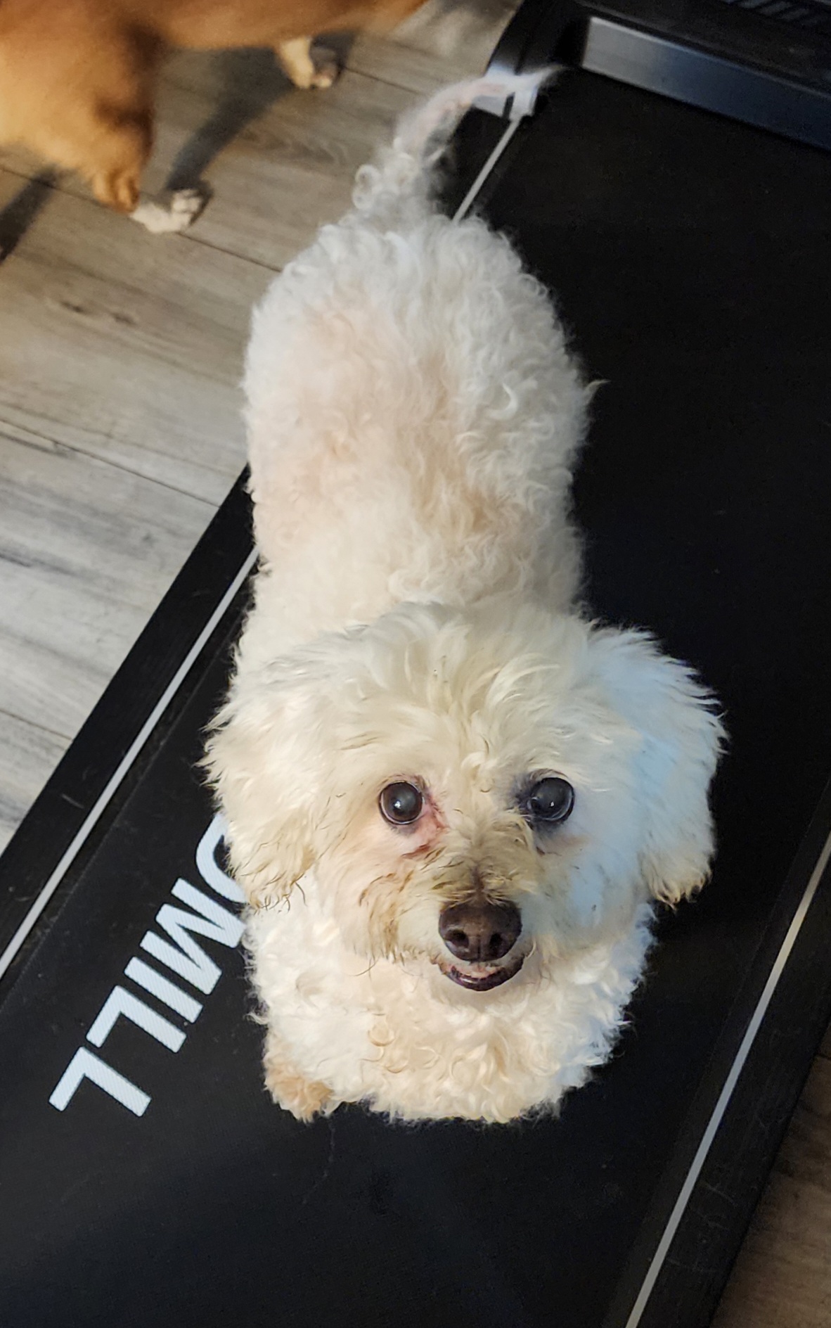 Bertie, Adopted, Senior Female Miniature Poodle.