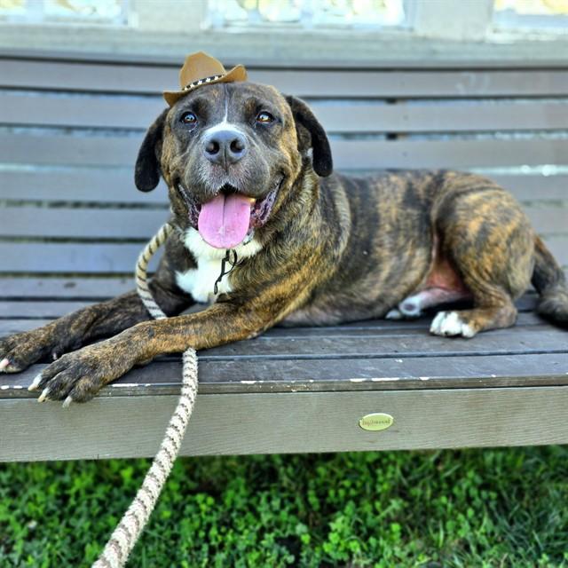 ROSCO, Adoptable, Adult Male Mastiff & Akita.