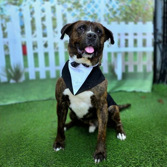 ROSCO, Adoptable, Adult Male Mastiff & Akita.
