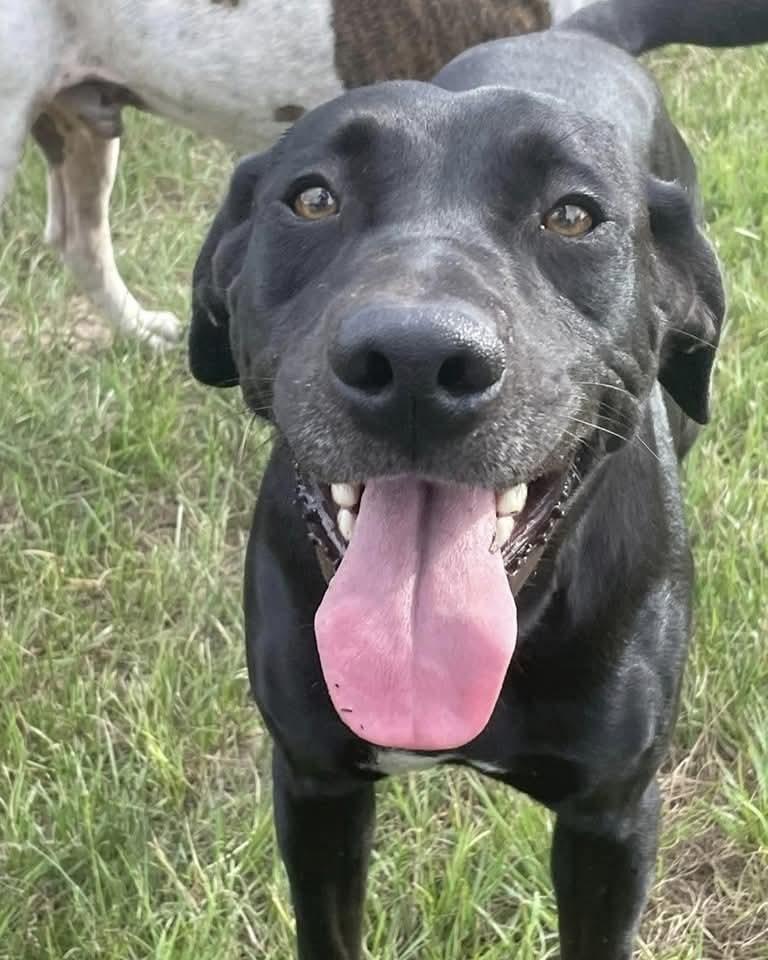 Dede, Adoptable, Adult Female Labrador Retriever.