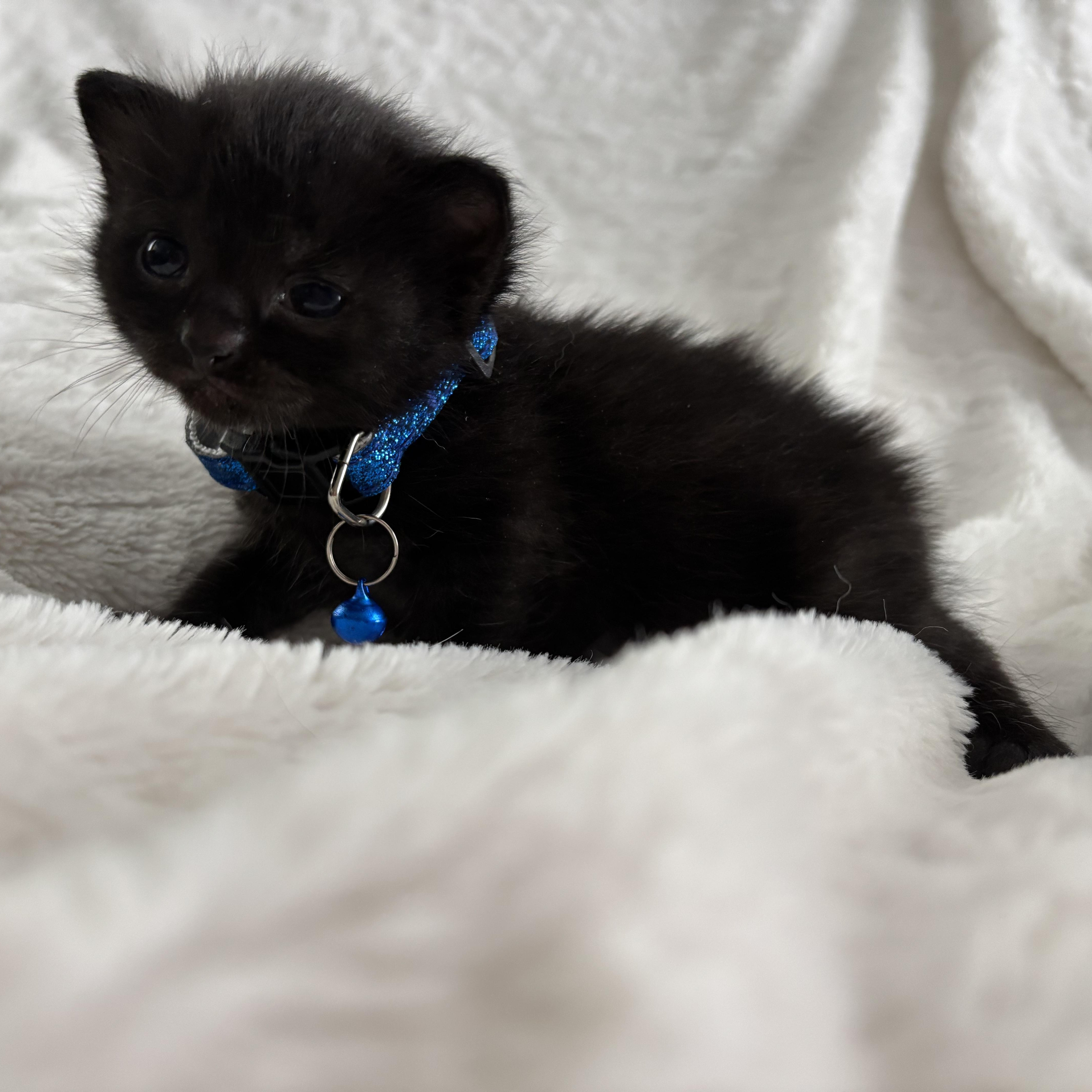 Phoebe