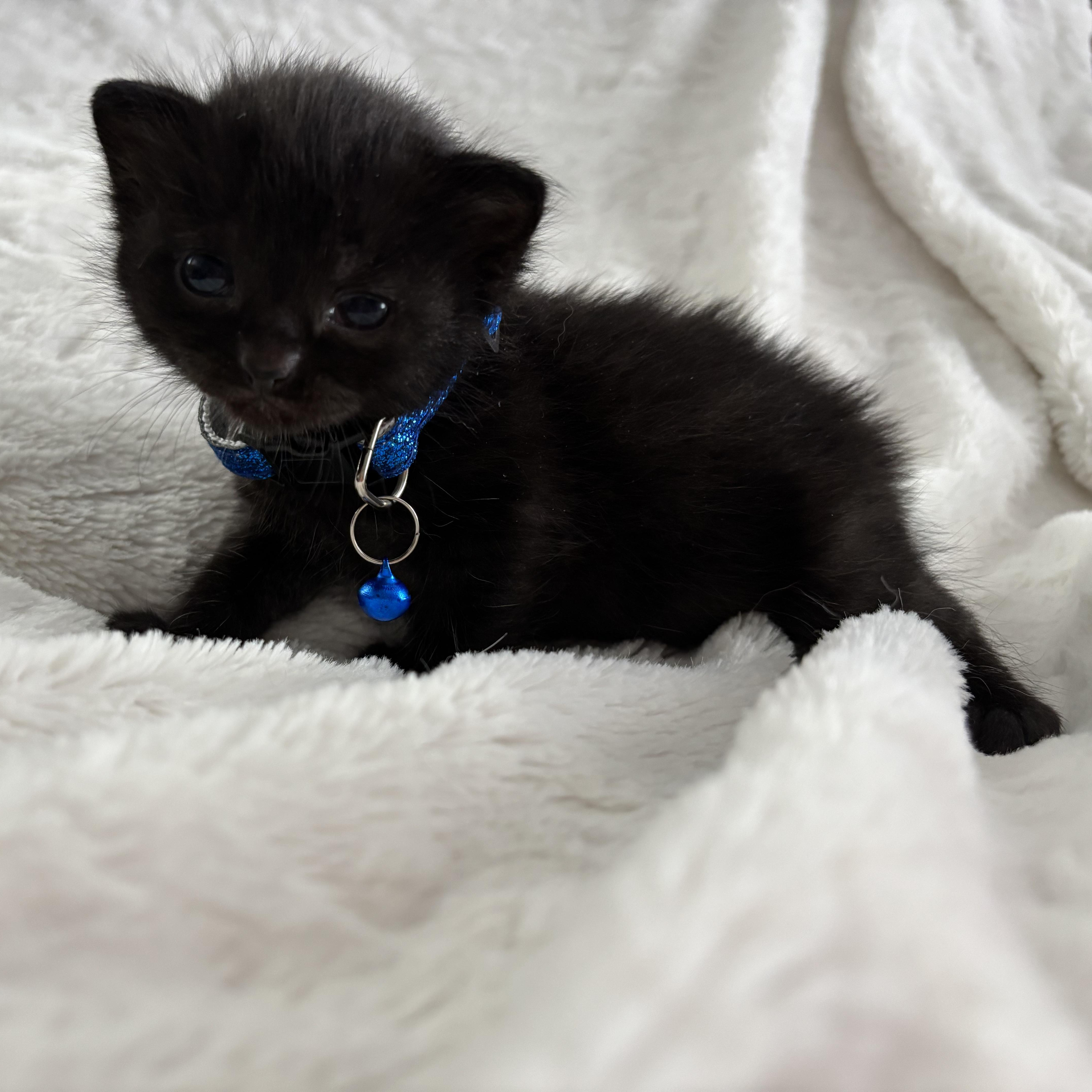 Phoebe