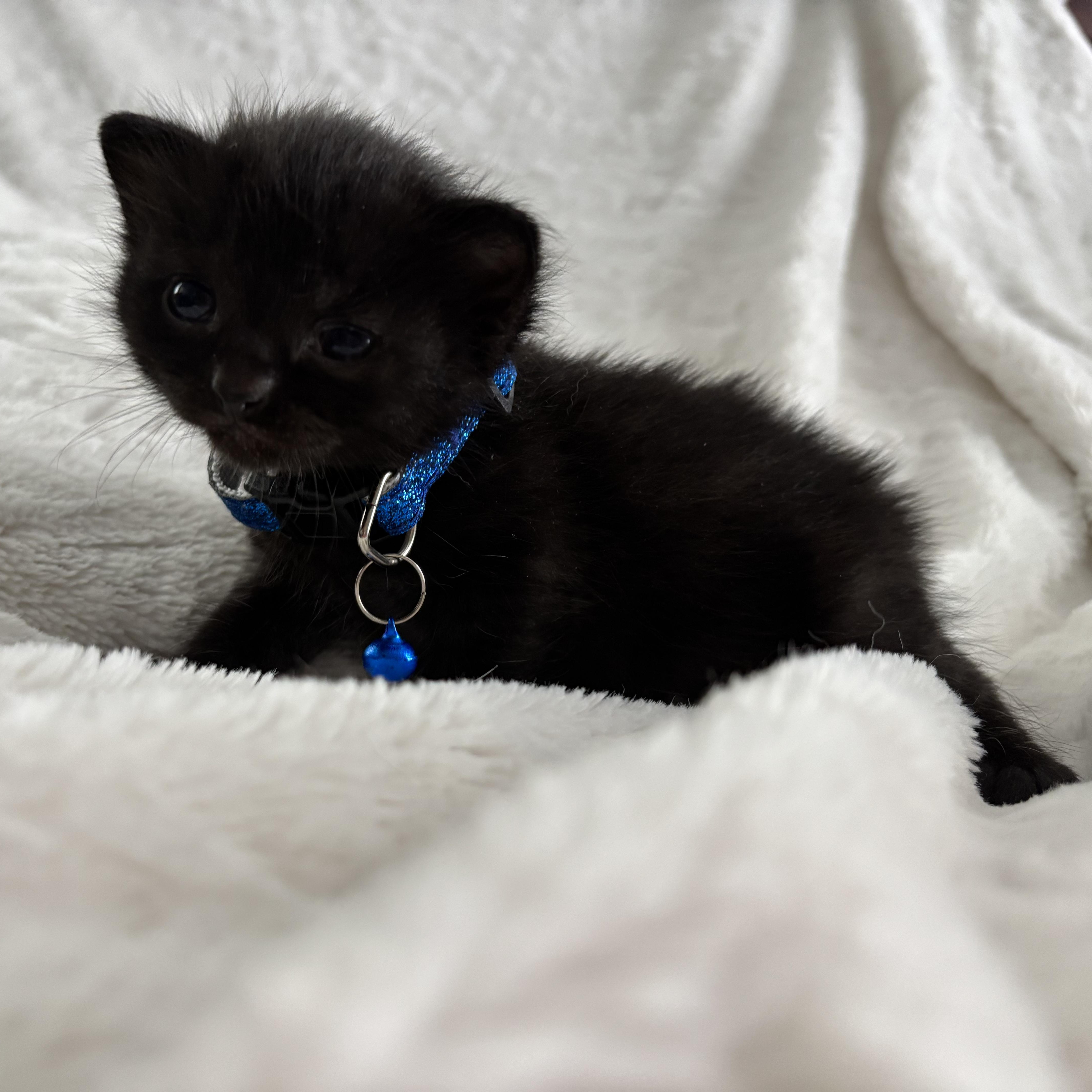 Phoebe