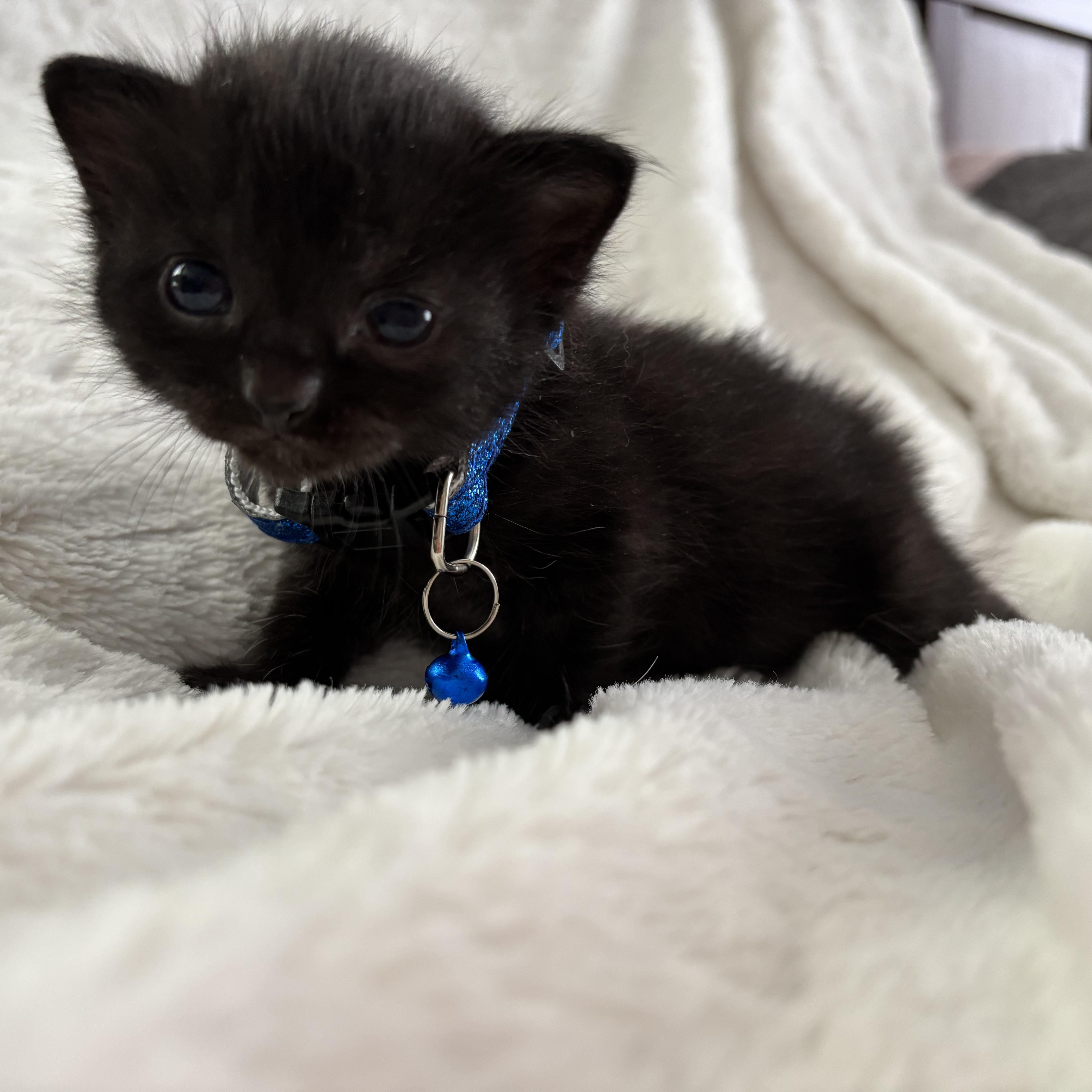Phoebe