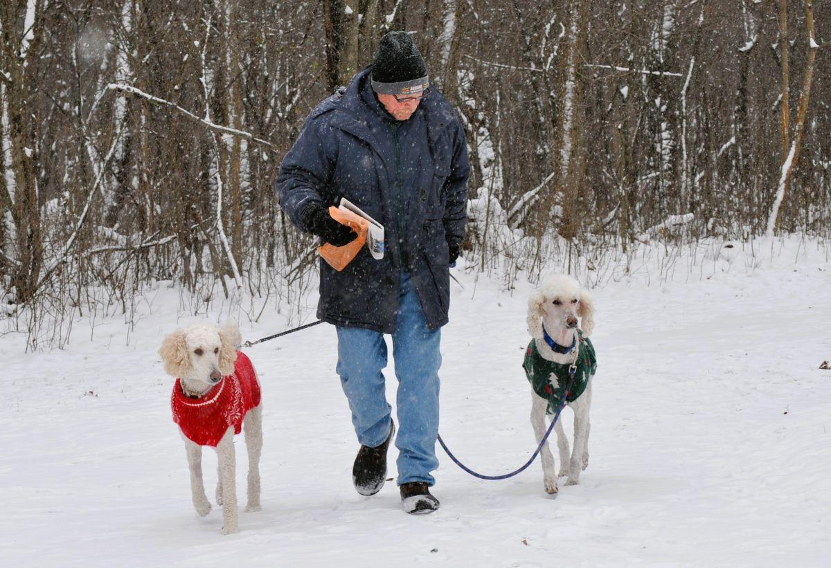 Enlarge TUCKER, a Adoptable Poodle in Elk River, MN image 4/6