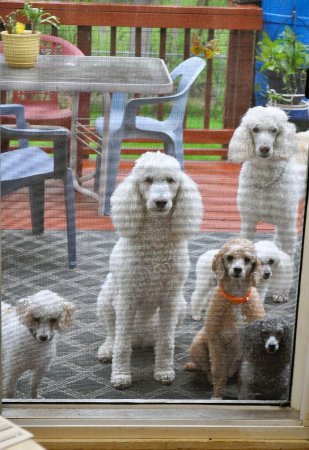 Enlarge TUCKER, a Adoptable Poodle in Elk River, MN image 5/6