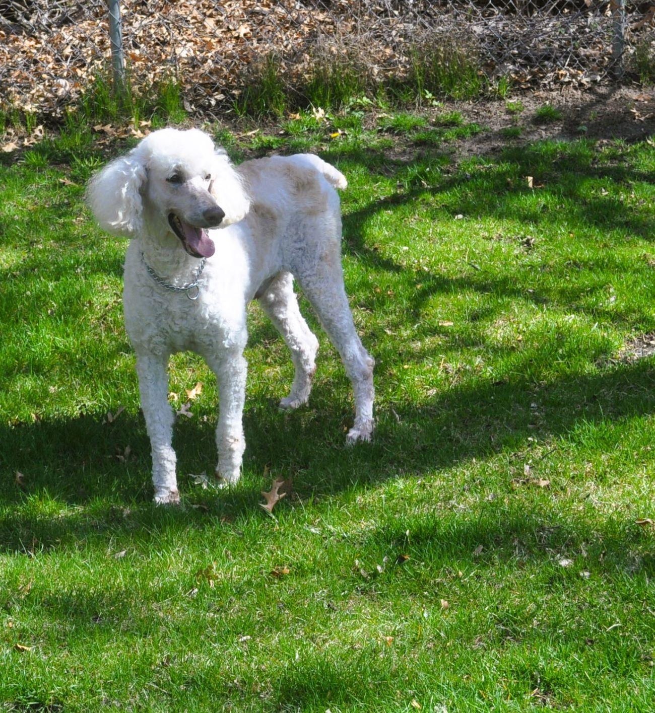 Enlarge TUCKER, a Adoptable Poodle in Elk River, MN image 2/6