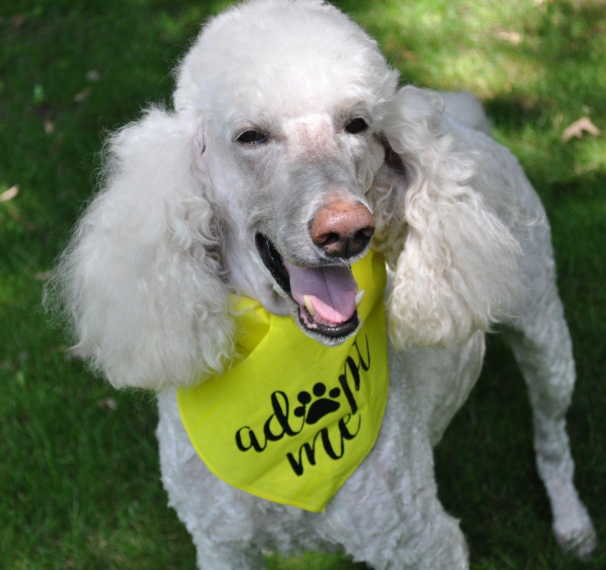 TUCKER, Adoptable, Senior Male Poodle.