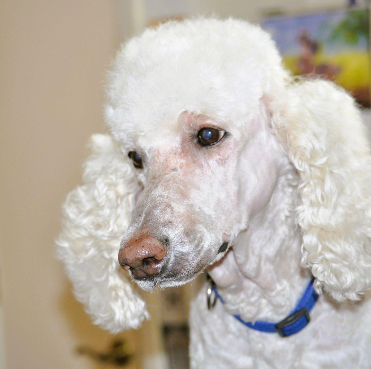 Enlarge TUCKER, a Adoptable Poodle in Elk River, MN image 3/6
