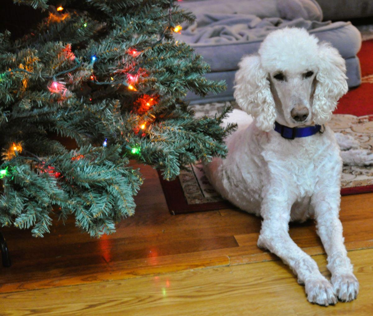 Enlarge TUCKER, a Adoptable Poodle in Elk River, MN image 6/6