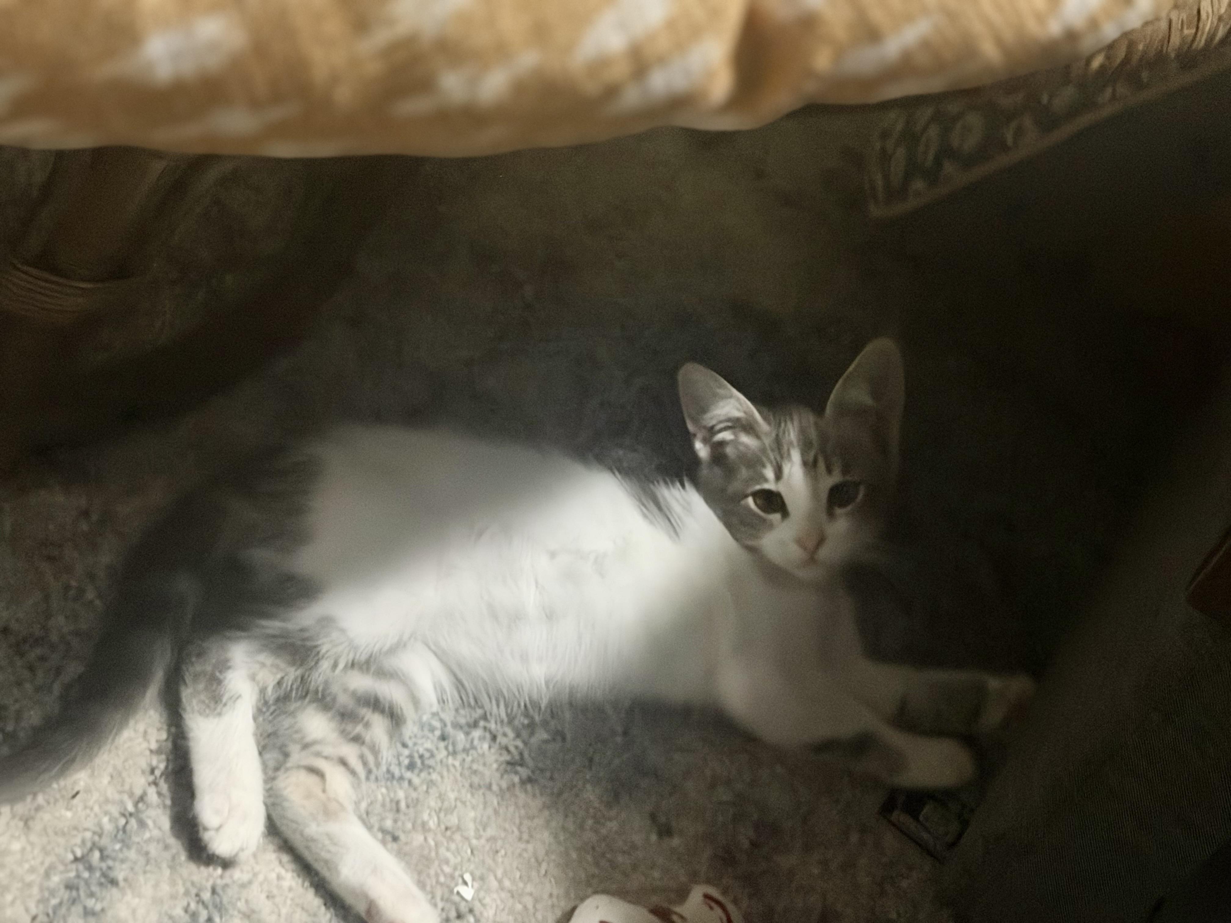 Enlarge Kiki, a ADOPTABLE Domestic Short Hair in Bell Gardens, CA image 5/6