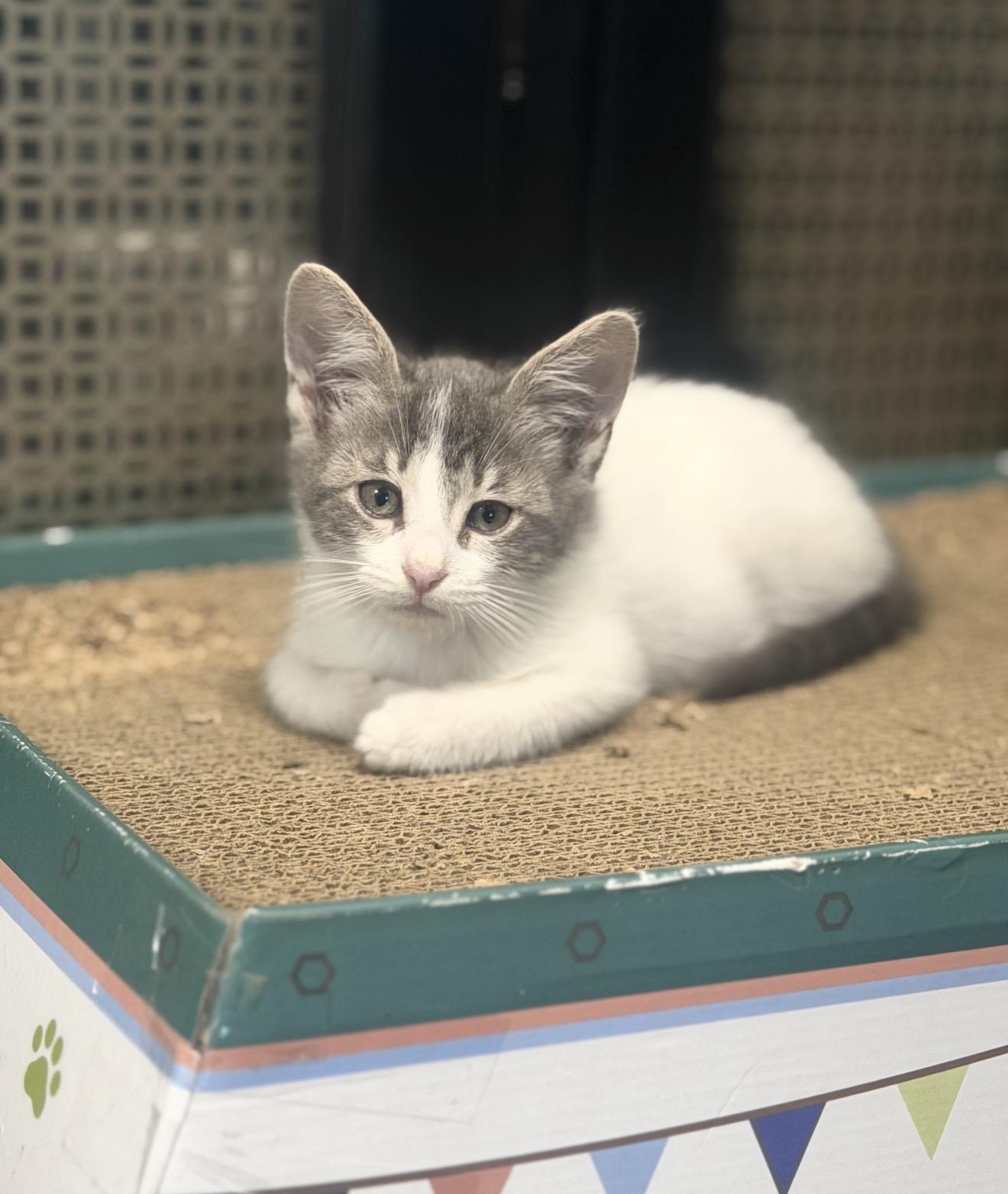 Enlarge Kiki, a ADOPTABLE Domestic Short Hair in Bell Gardens, CA image 3/6