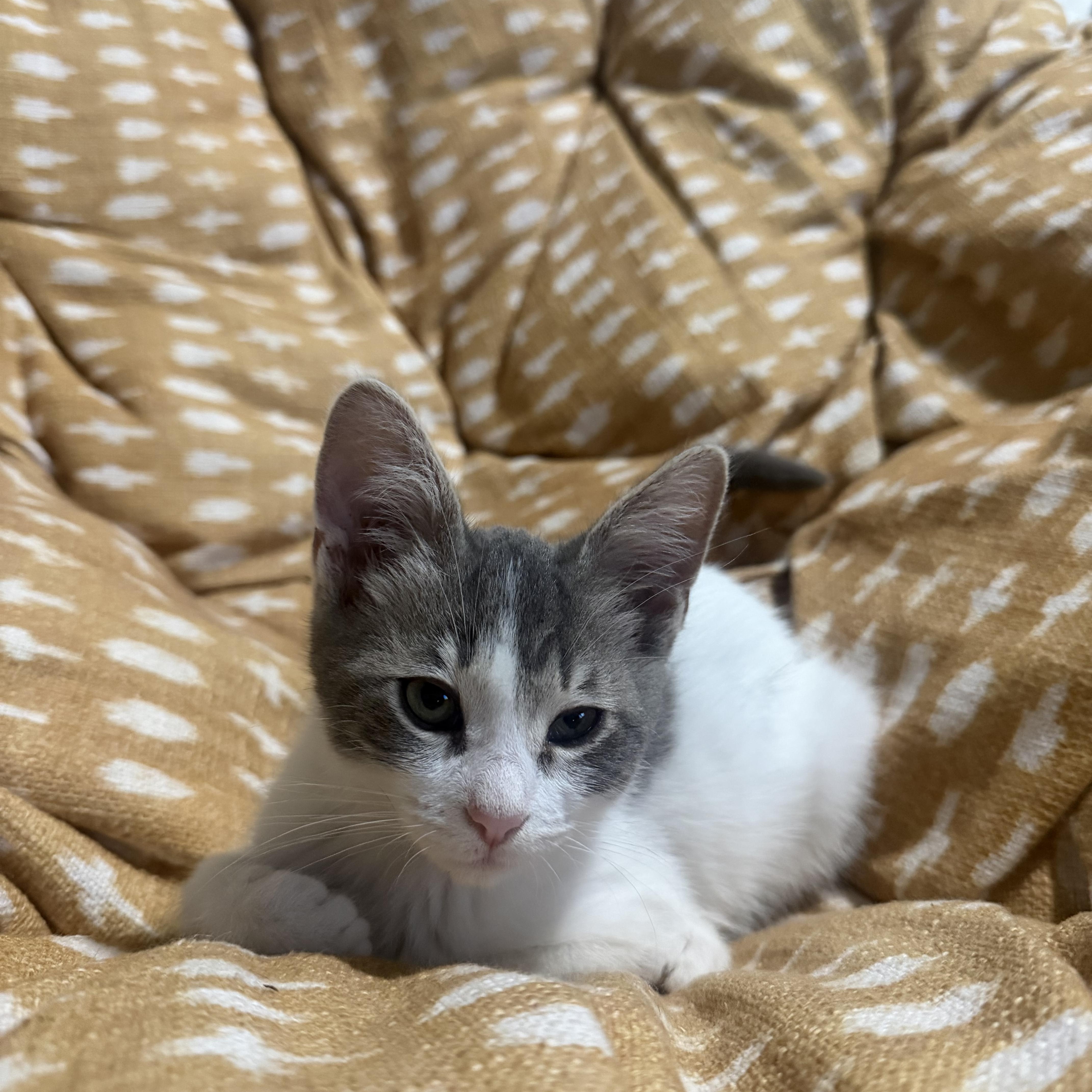 Enlarge Kiki, a ADOPTABLE Domestic Short Hair in Bell Gardens, CA image 6/6