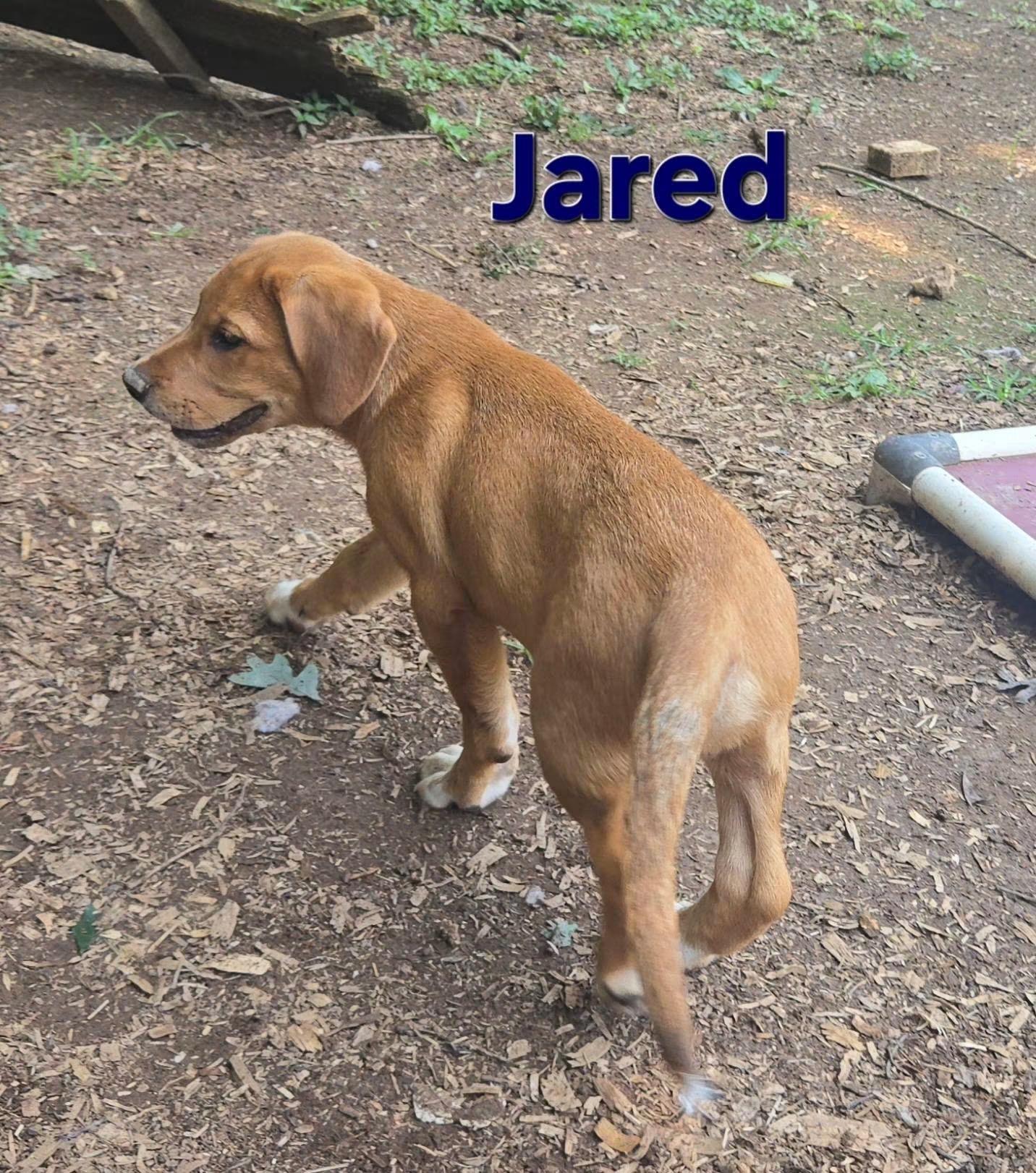 Jared, Adoptable, Puppy Male Australian Shepherd & Beagle.