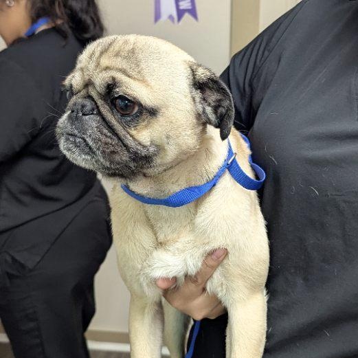 Kratos — thumbnail 3