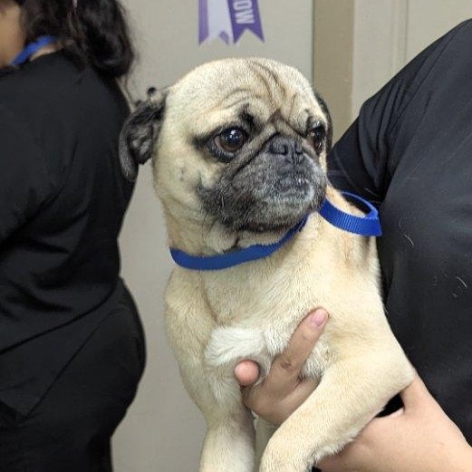 Kratos — thumbnail 6