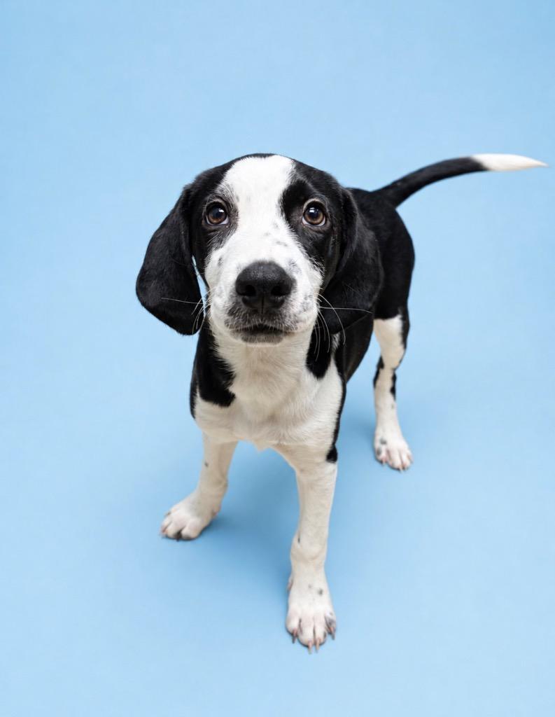 Enlarge Lucy AKA Dollie, a Adoptable mixed breed in Rock Springs, WY image 1/2
