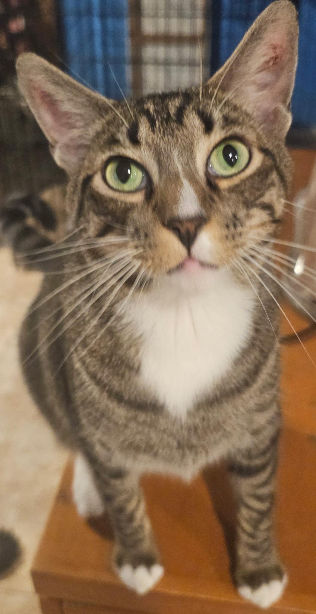 Bubba, a Adoptable mixed breed in Youngtown, AZ image 2/4