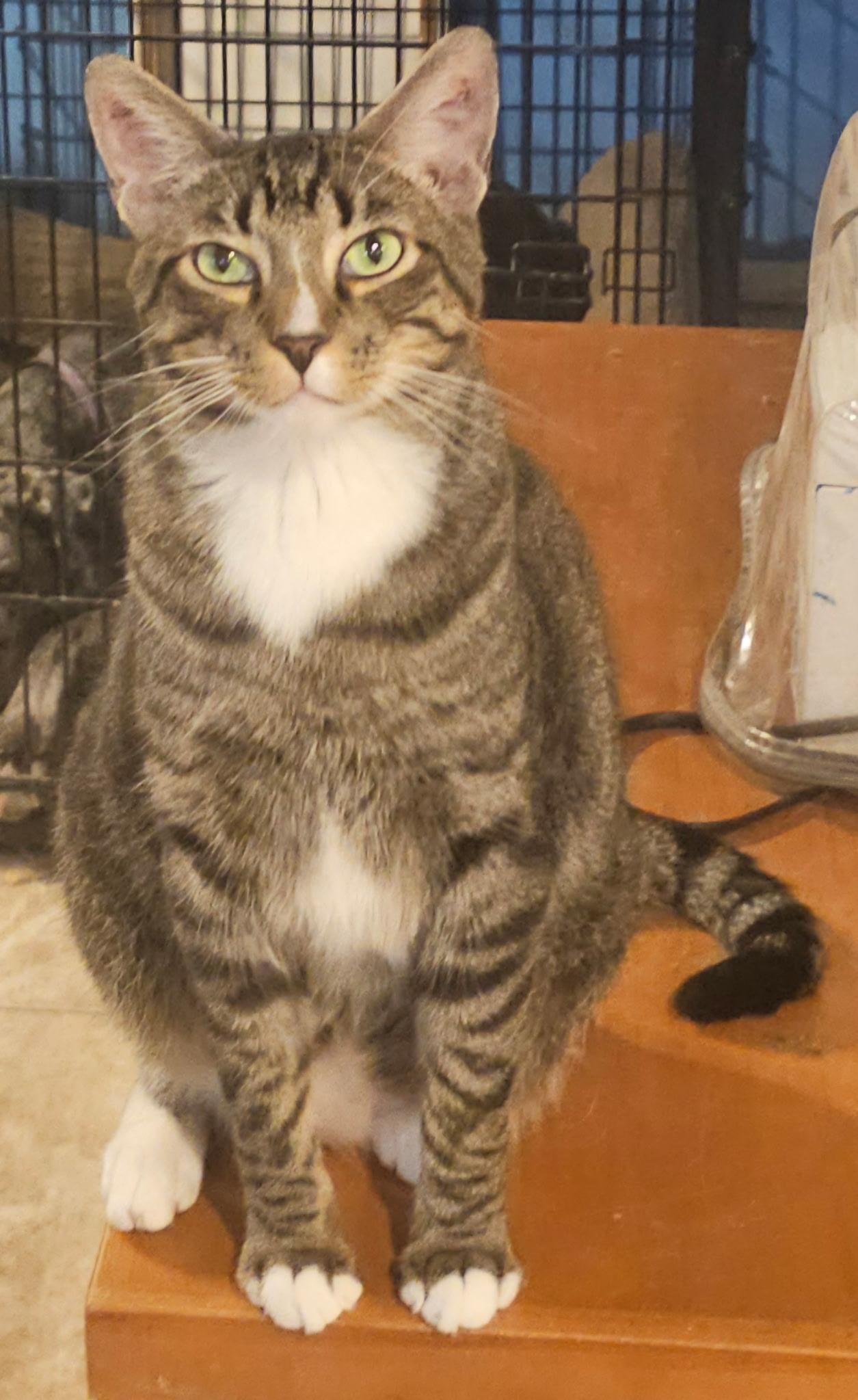 Bubba, a Adoptable mixed breed in Youngtown, AZ image 4/4