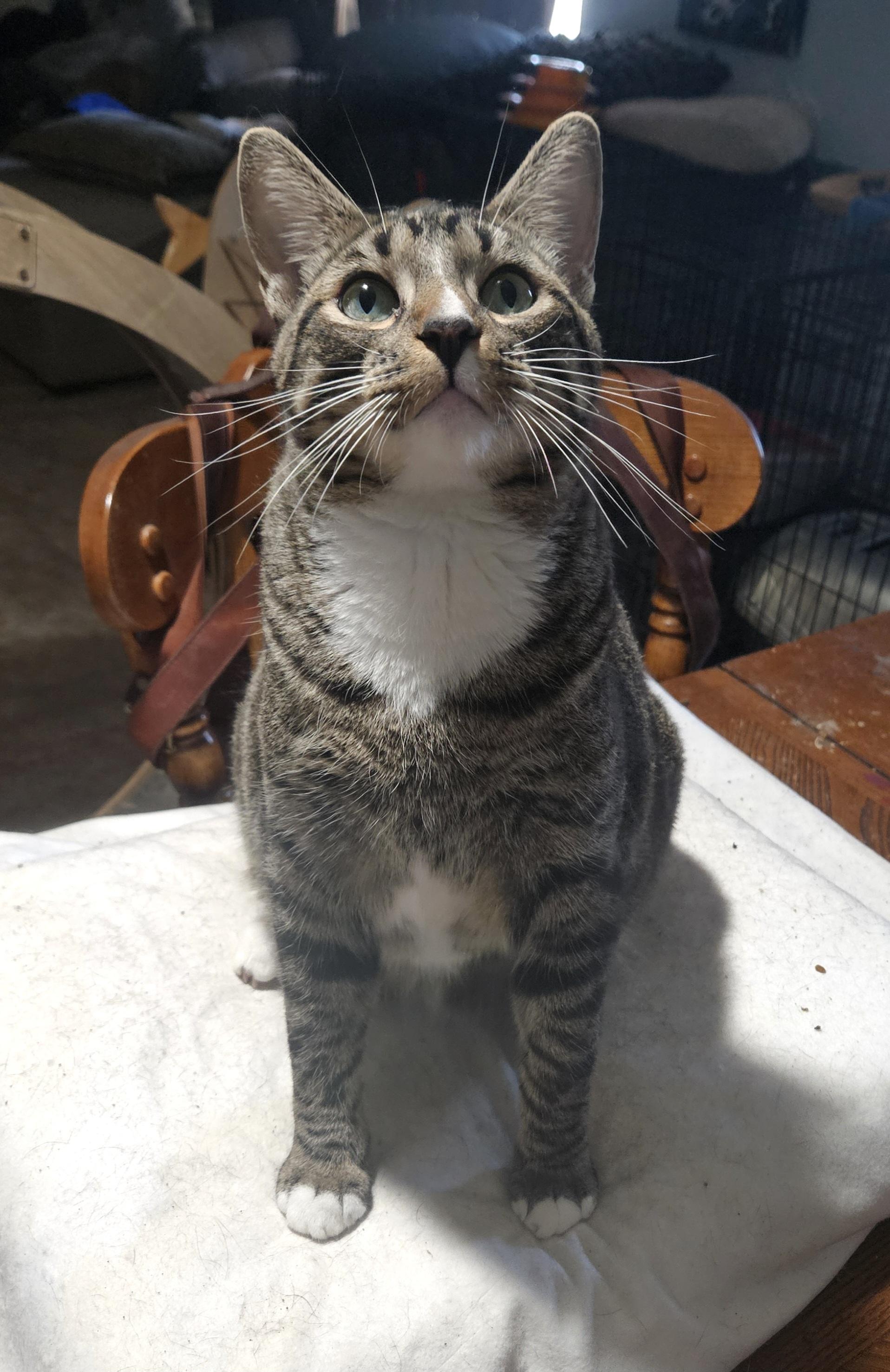 Bubba, Adoptable, Young Male Domestic Short Hair.