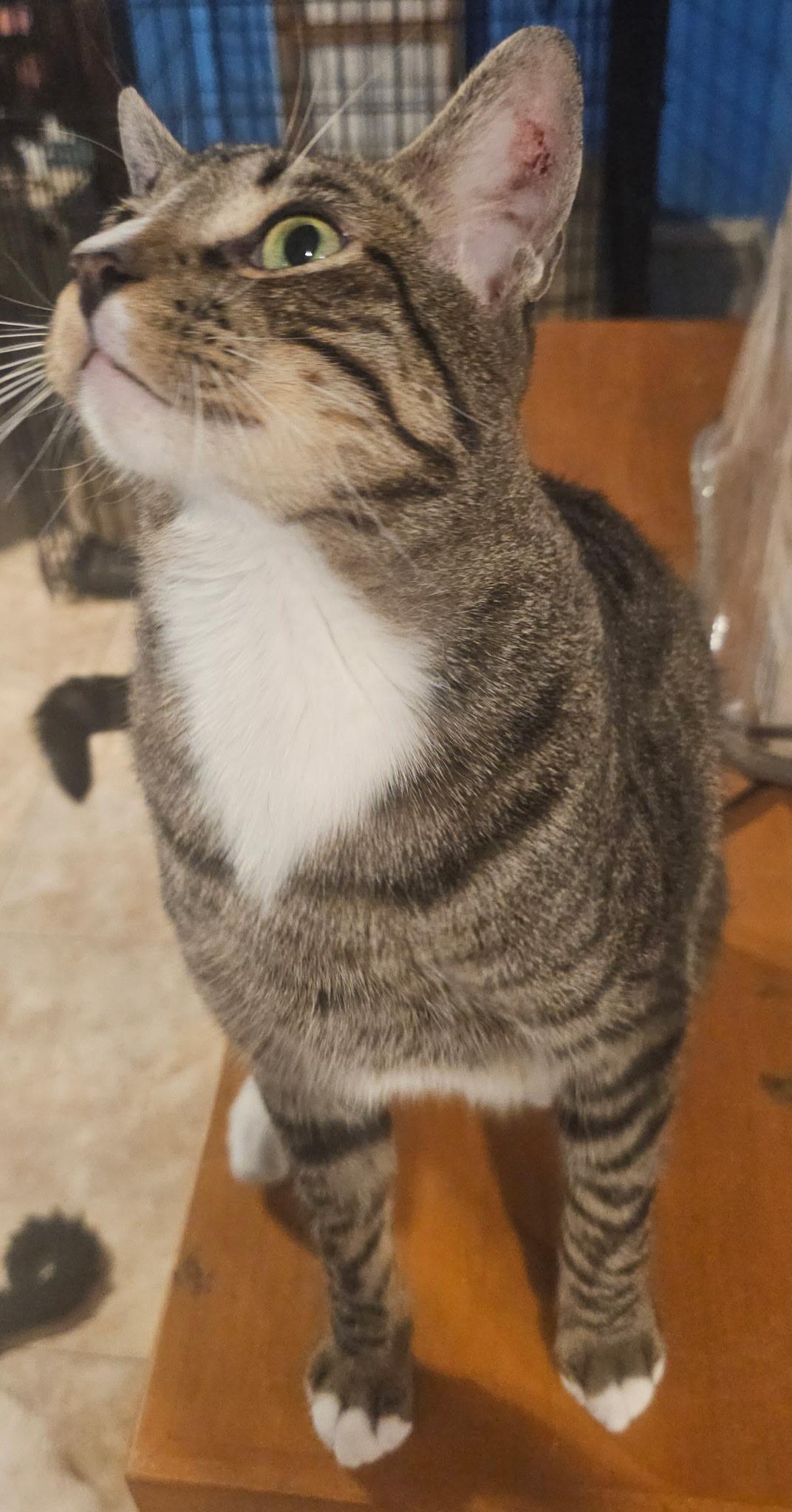 Bubba, a Adoptable mixed breed in Youngtown, AZ image 3/4