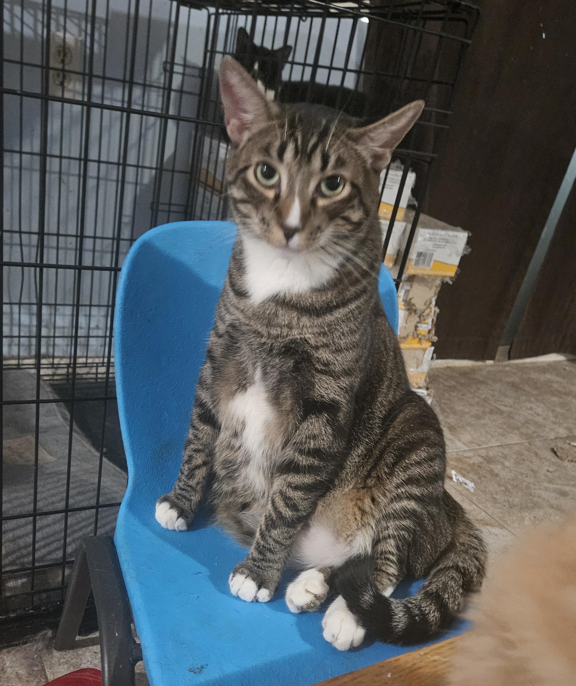 Bubba, a Adoptable mixed breed in Youngtown, AZ image 4/4