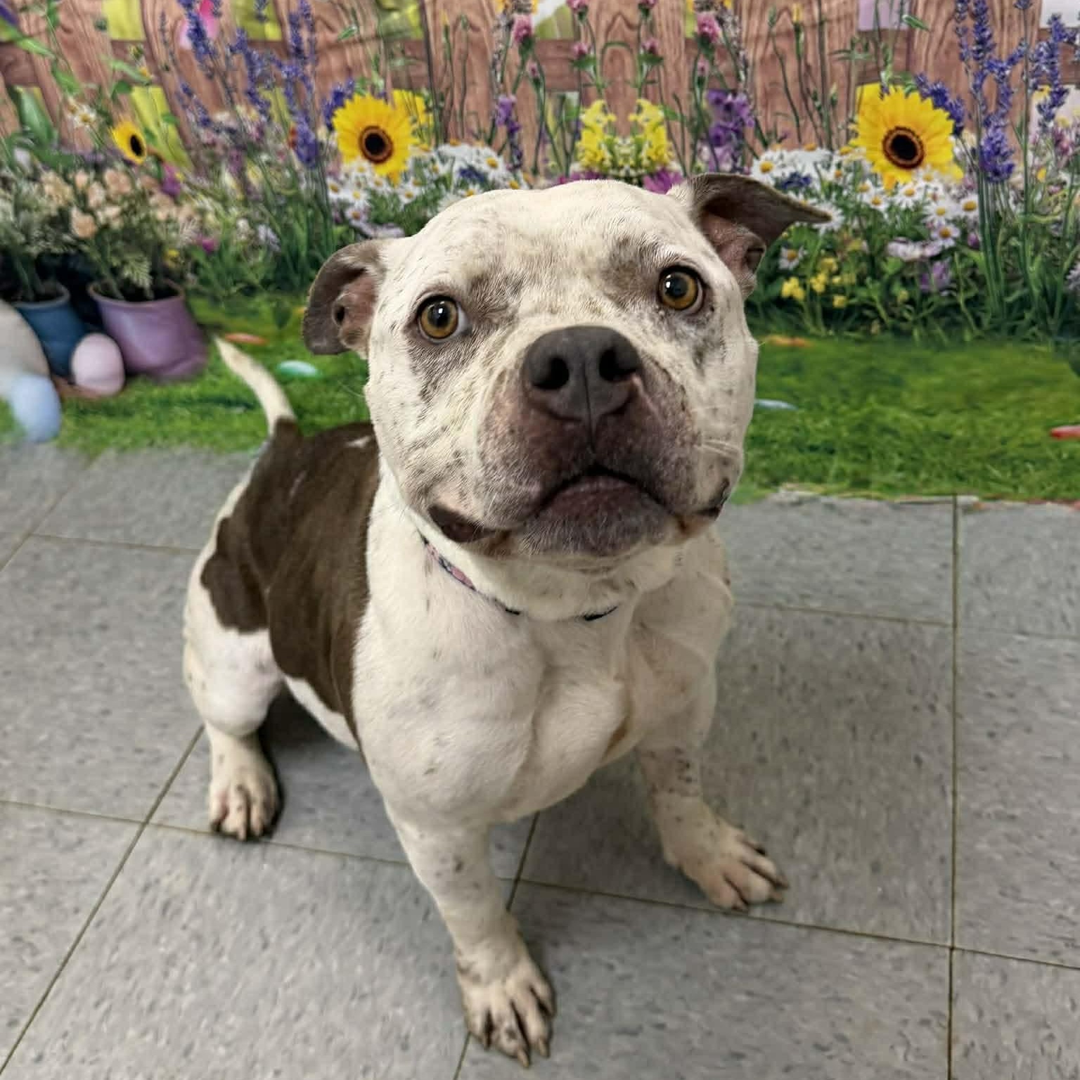 Zucchini, adoptable, Adult Female American Bully.